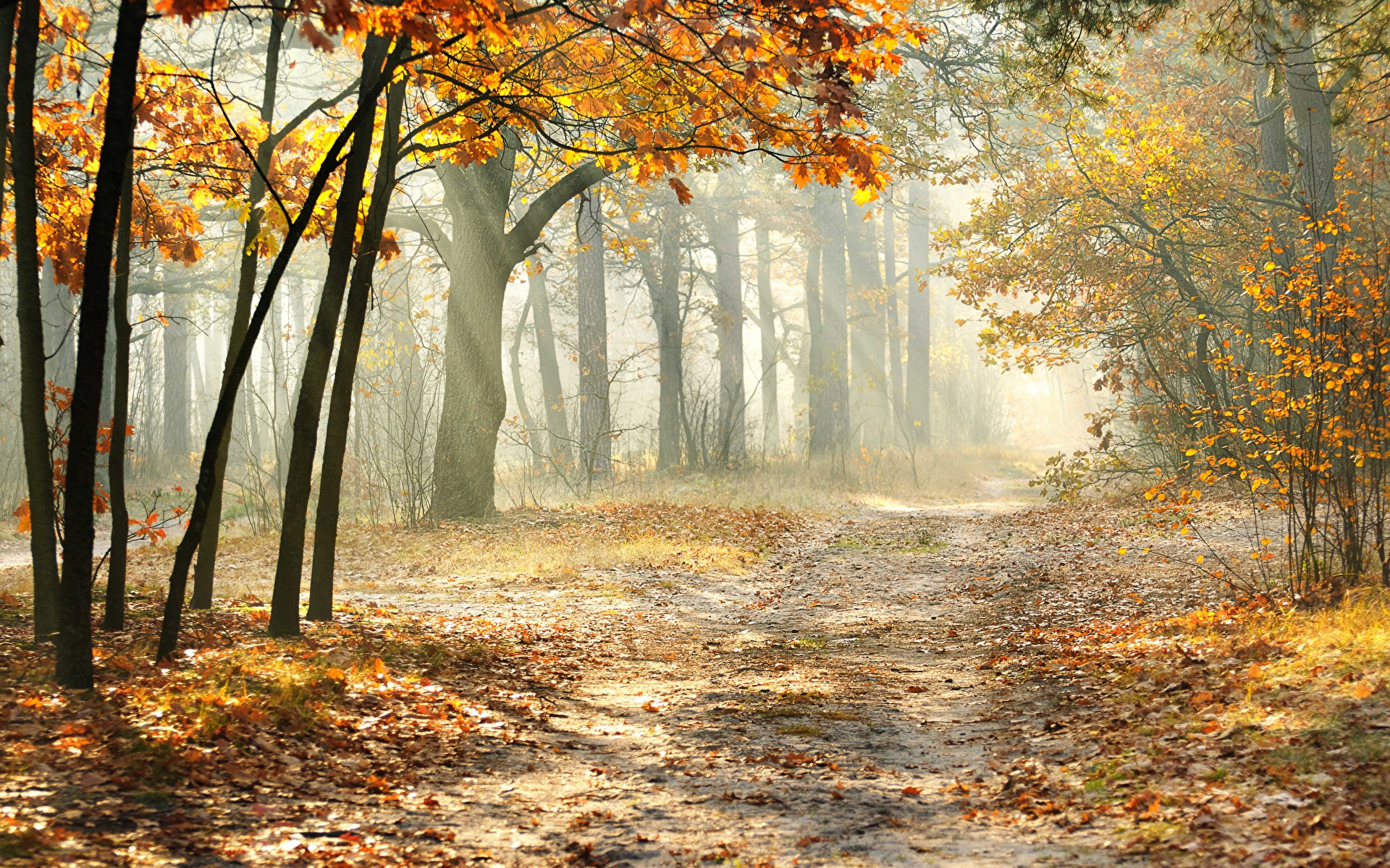 Картинки Листва тумане Осень Природа Деревья сезон года 1920x1200 лист Листья Туман тумана осенние дерево дерева деревьев Времена года