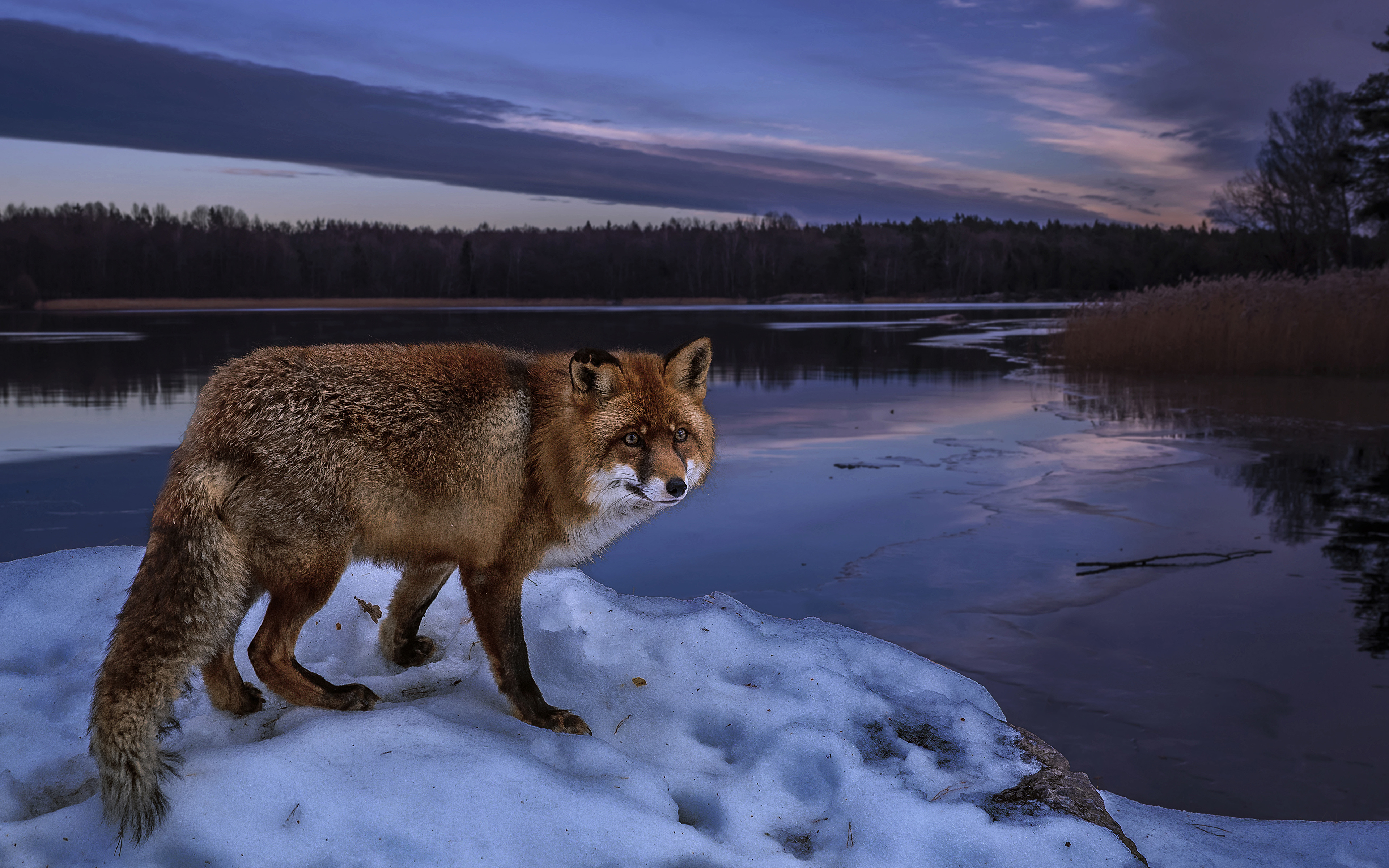 Дика природа ютуб. Таёжный Лис Taiga Fox. Животные Сибири. Дикие звери. Дикая природа.