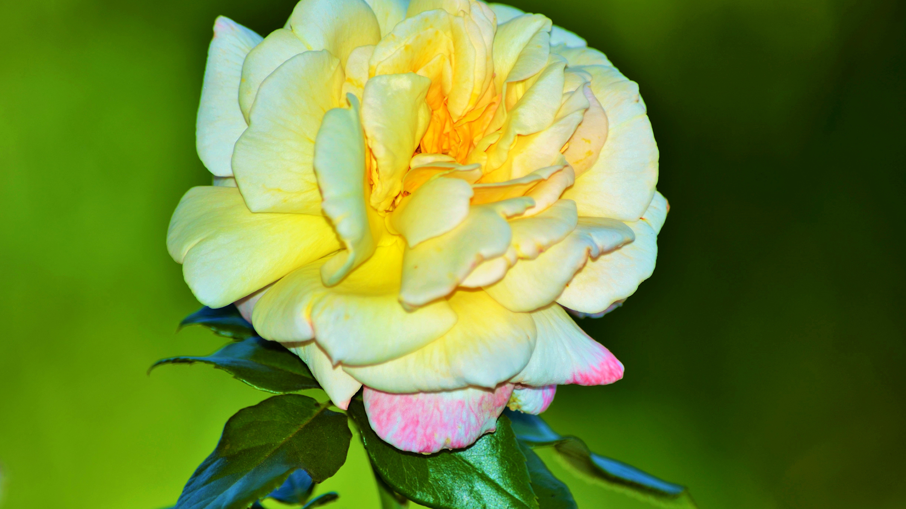 природа цветы крупный план роза желтая скачать