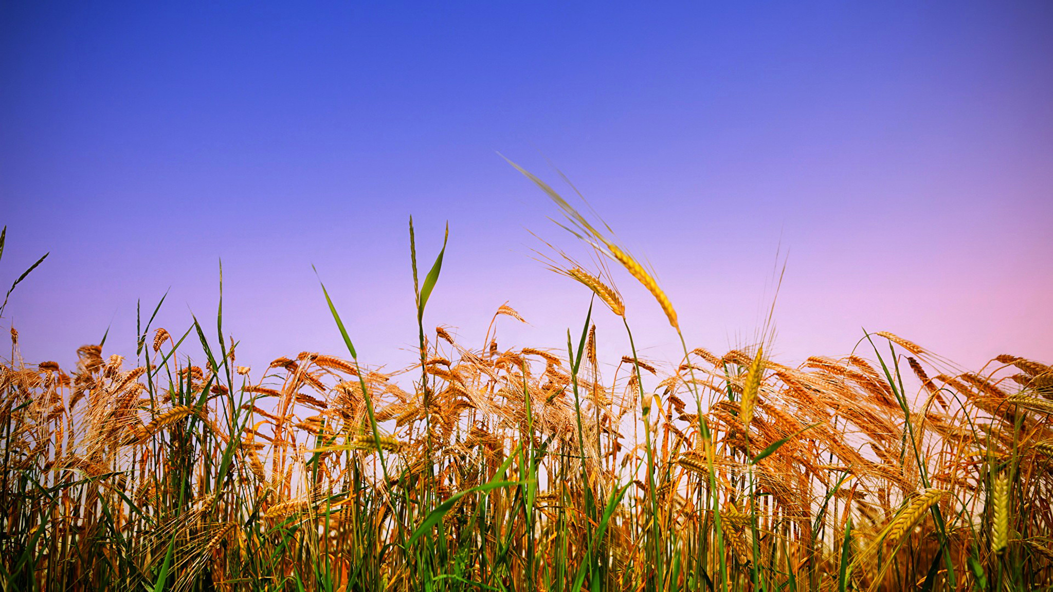 Пшеничный фон. Хлебные поля Краснодарского края. Поле пшеницы. Поле ржи. Поле с колосьями.