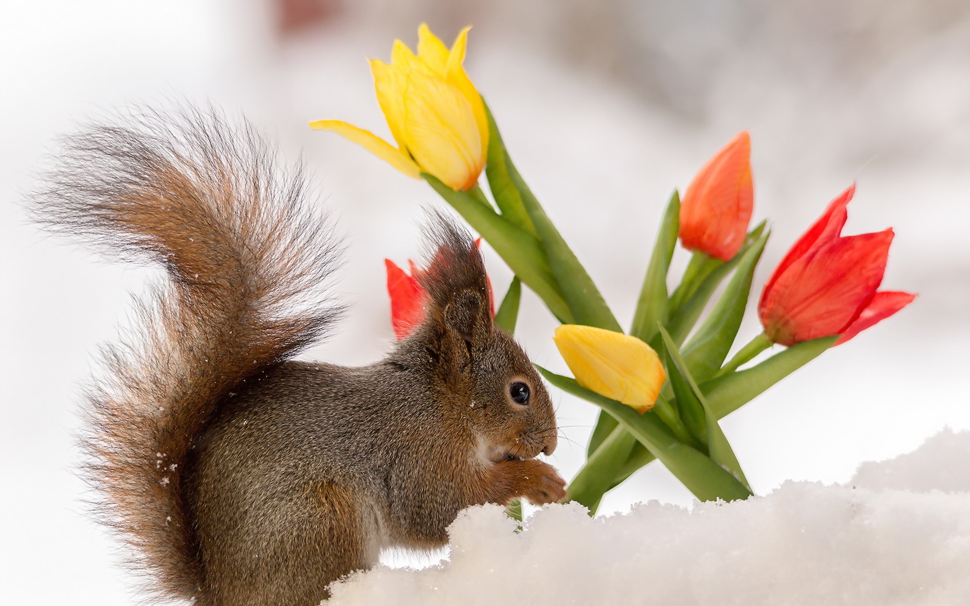 природа животные кролик цветы тюльпаны загрузить