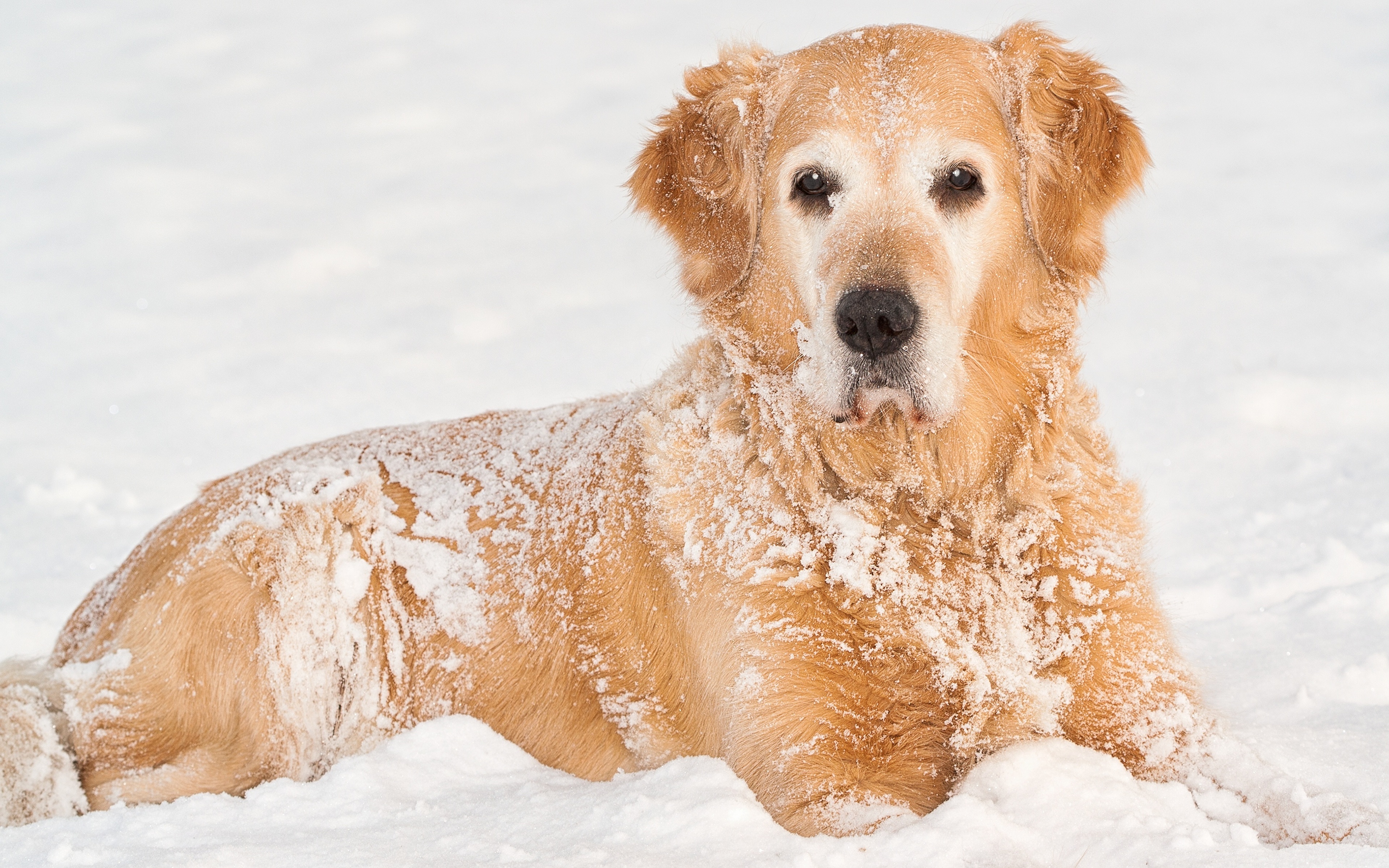 лабрадор пёс снег Labrador dog snow загрузить