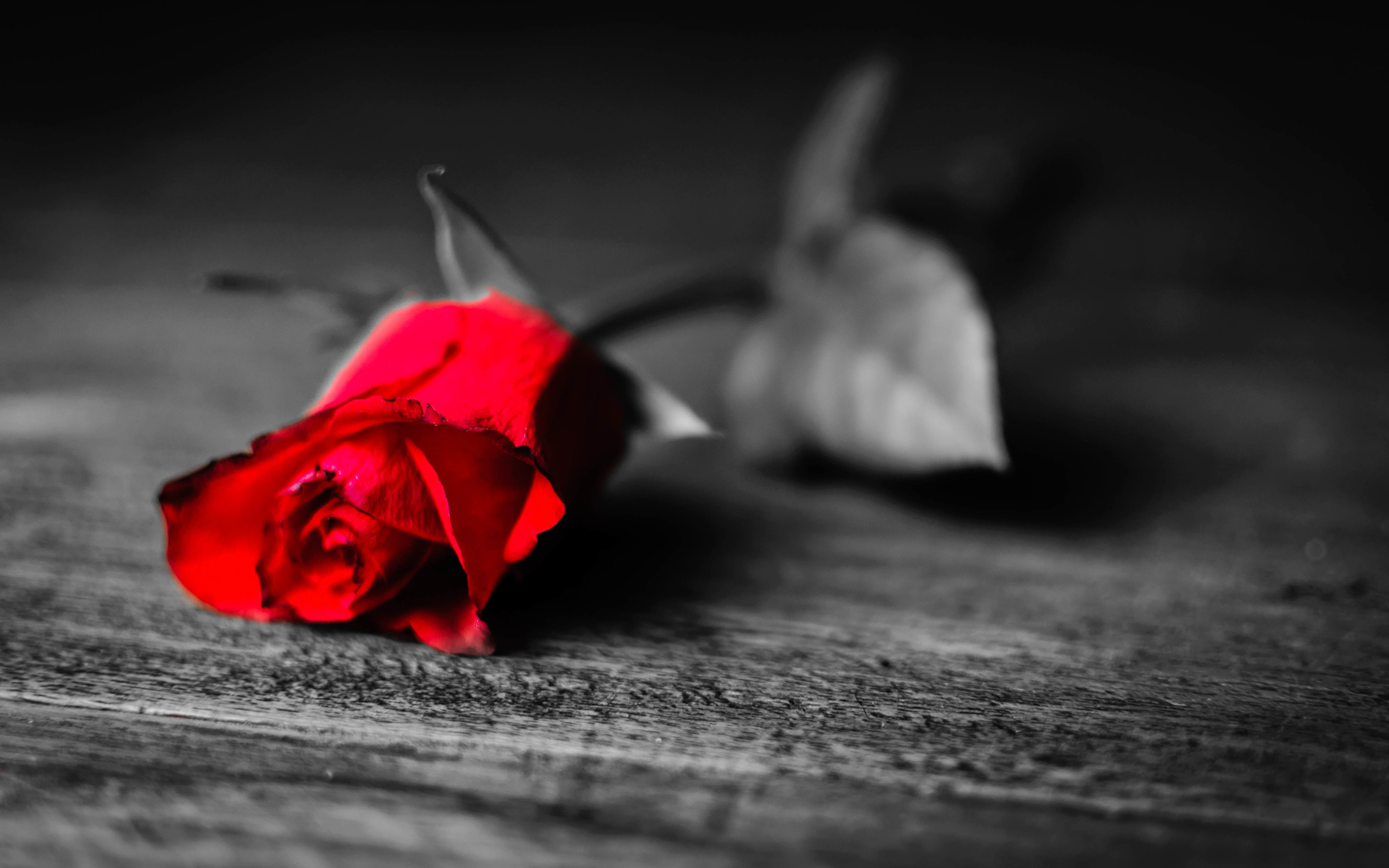 Темно алые розы а на душе. Одинокий цветок. Розы на темном фоне.