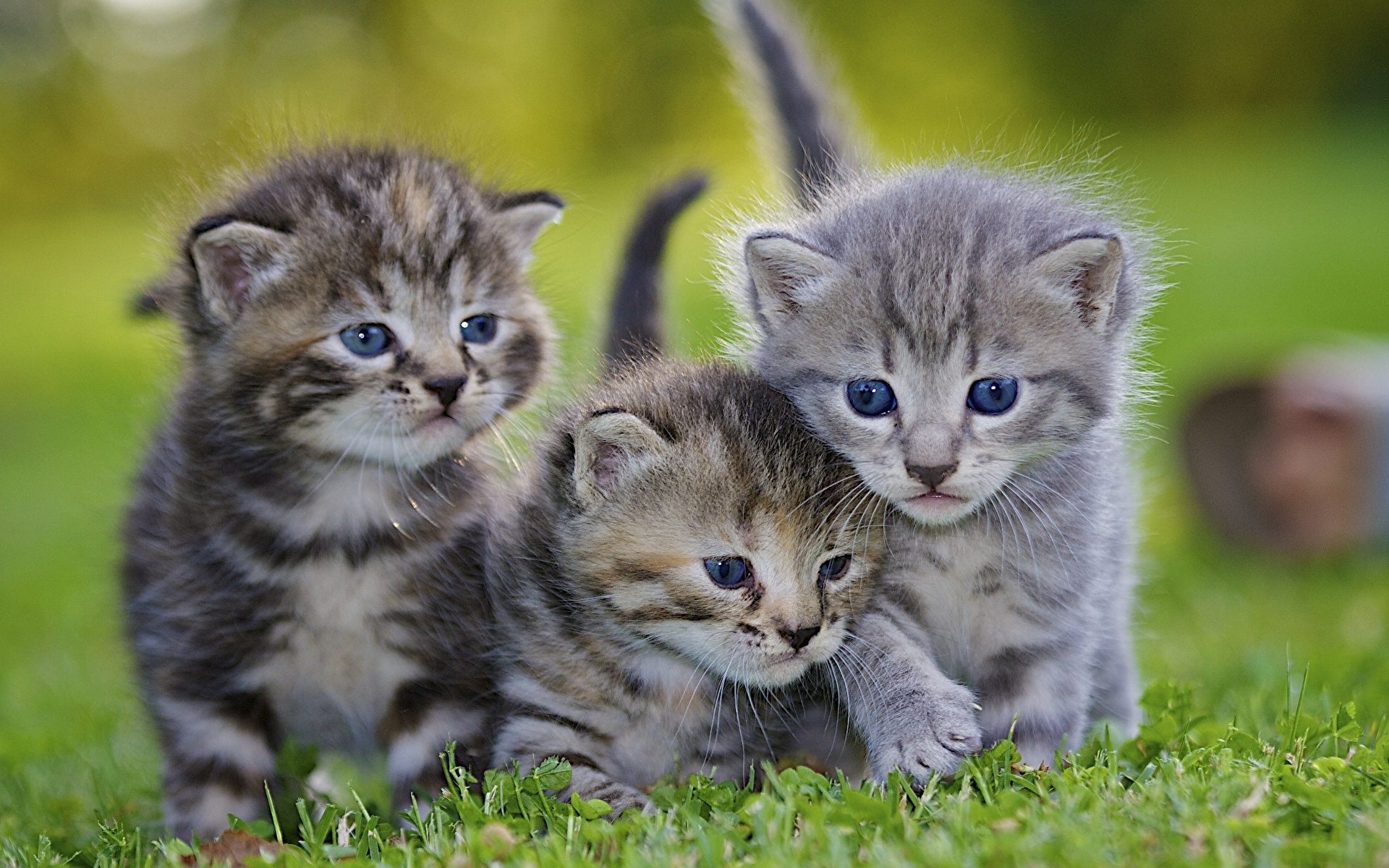 природа животные кот котенок серый nature animals cat kitten grey скачать