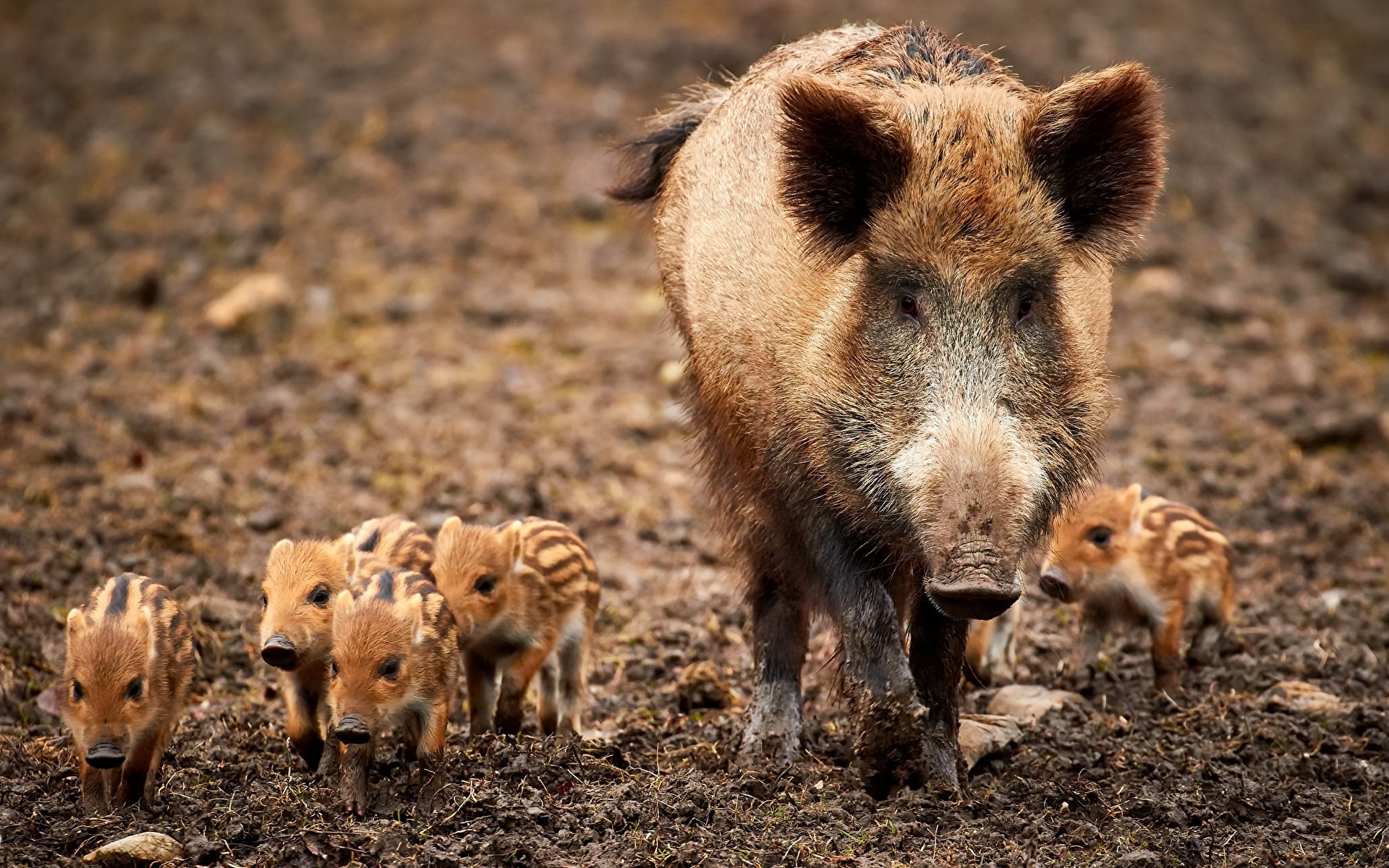 Фотографии Кабан Детеныши Животные 1920x1200 дикая свинья животное