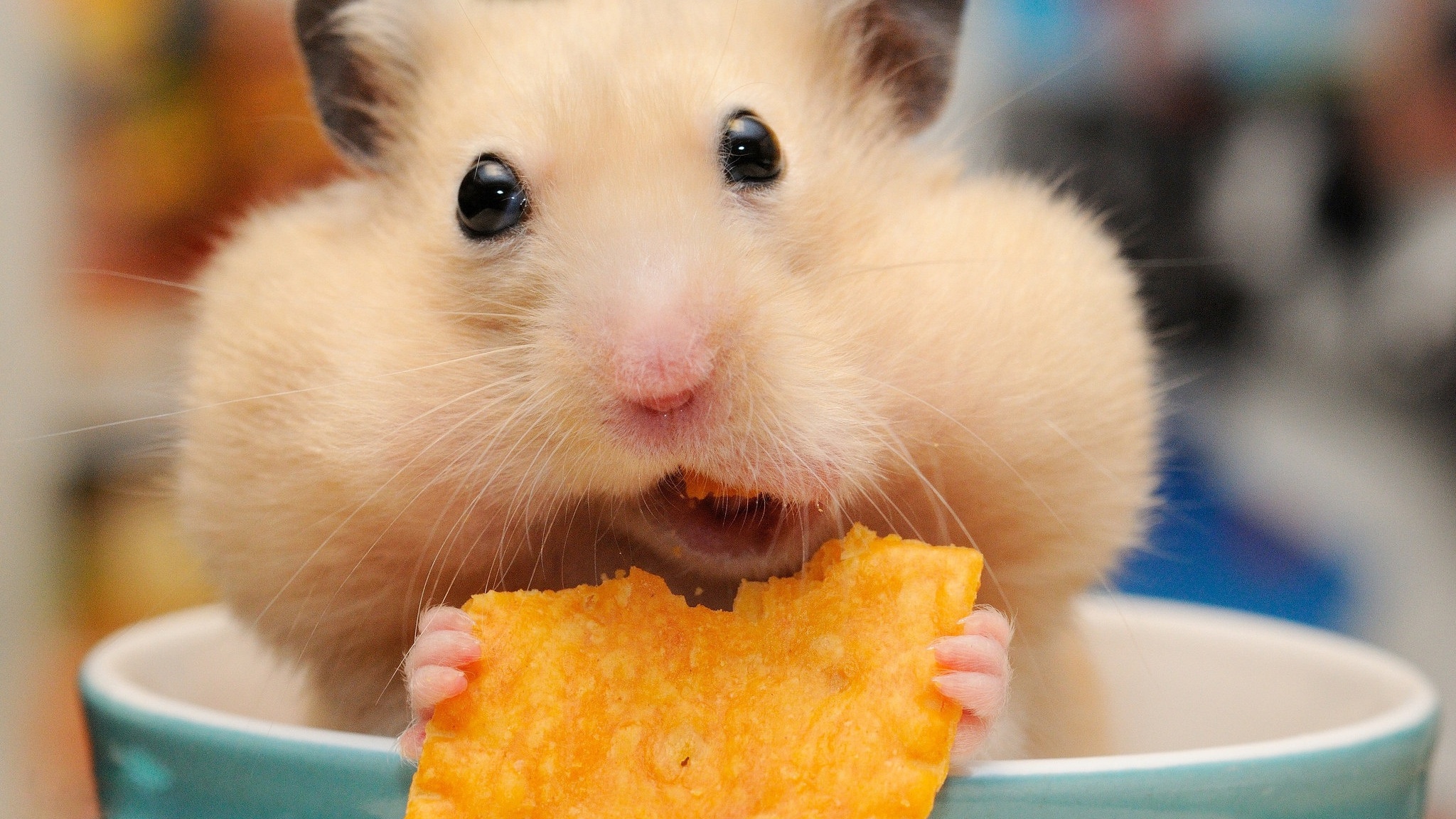 Hamsters_Closeup_Glance_Chips_Funny_526610_2048x1152.jpg