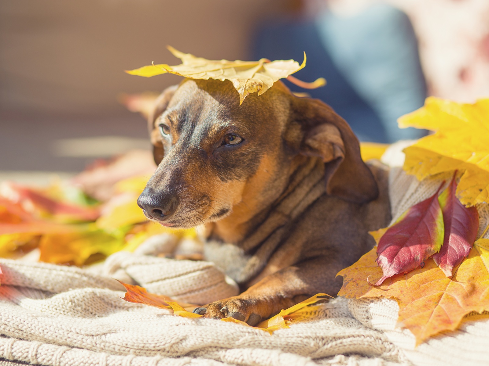 Фотография Собаки Листва Осень смотрит животное 1600x1200 собака лист Листья осенние Взгляд смотрят Животные