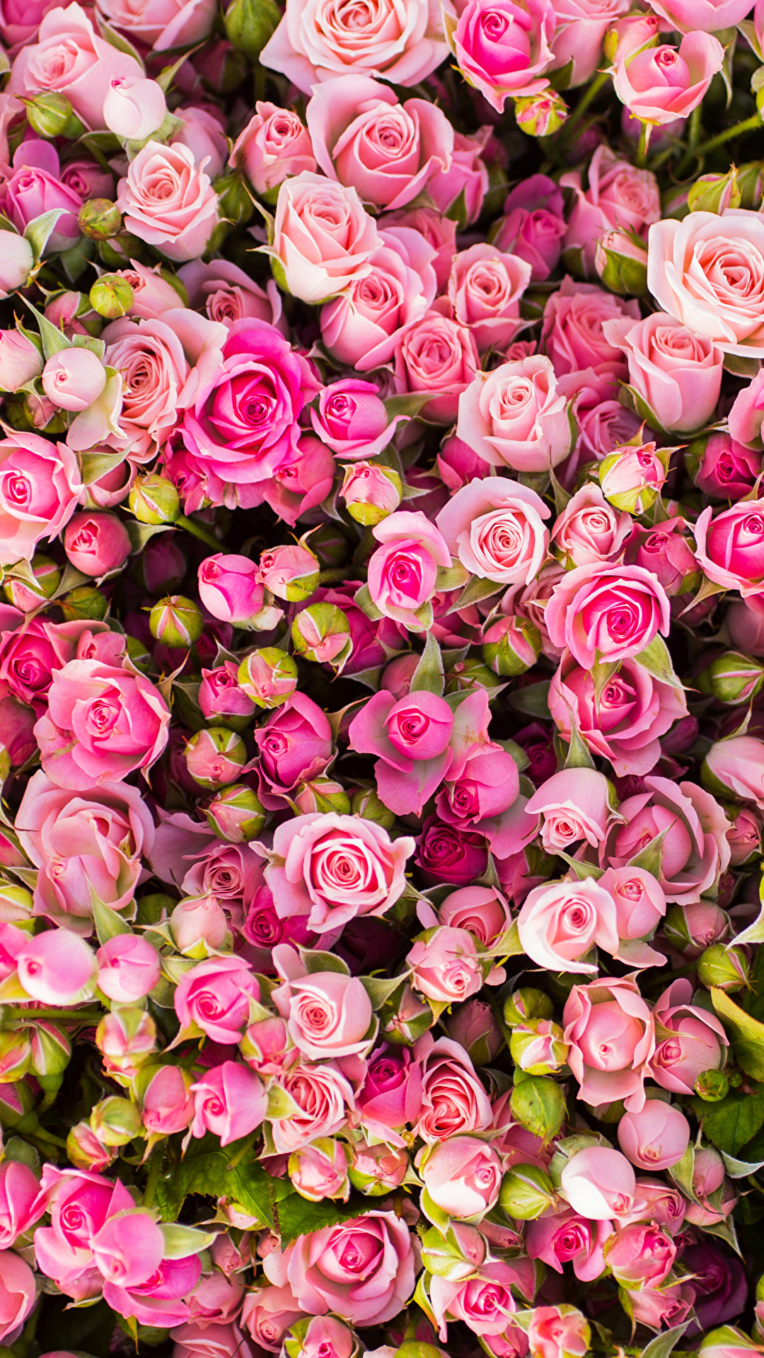 Садовые розовые цветы