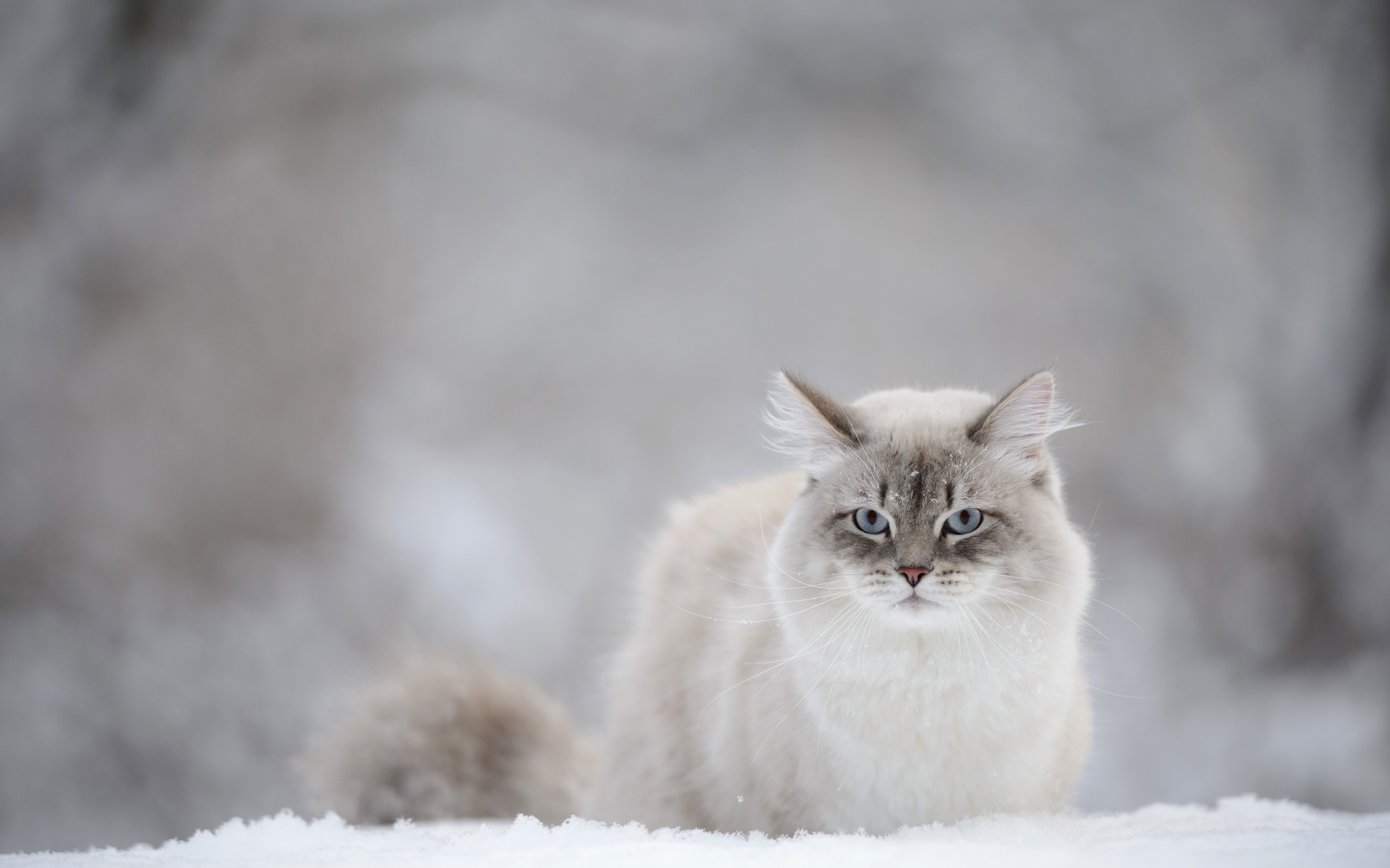 Кошка пушистая белая зима снег бесплатно