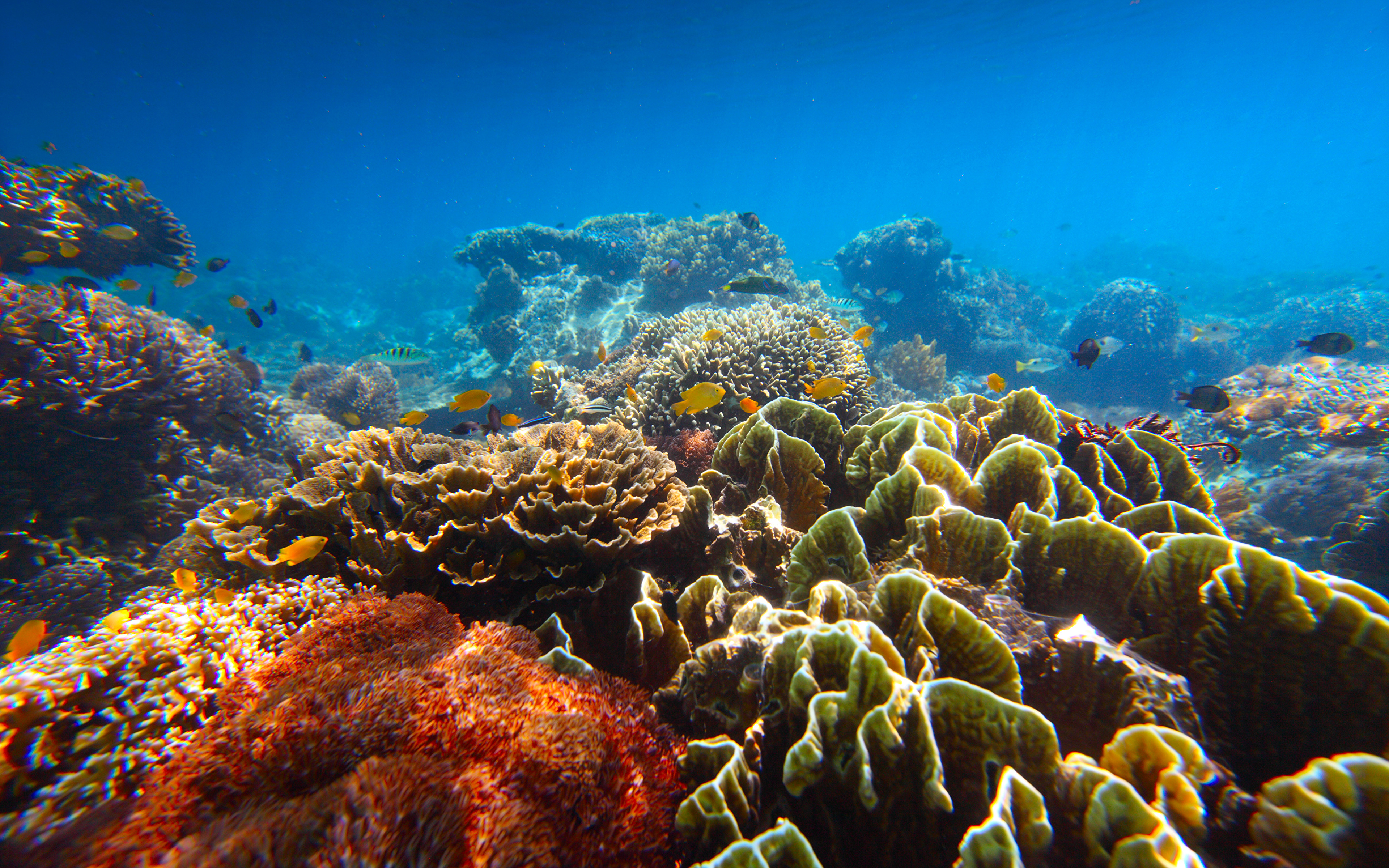 Картинка на дне моря. Атлантический океан коралловый риф. Рифы Карибского моря. Подводный риф красного моря. Коралловые рифы Карибского моря.