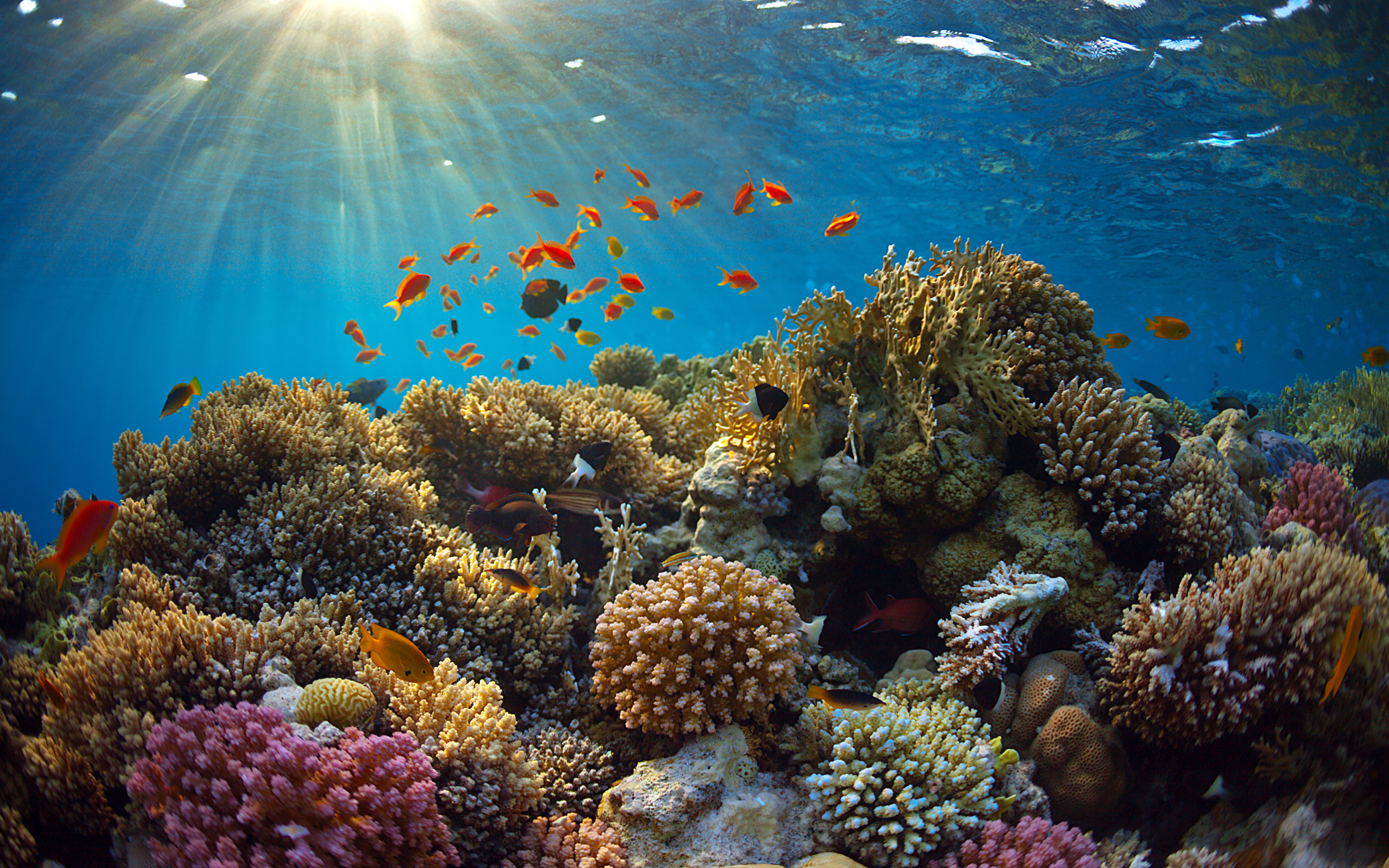 мир под водой рыбы кораллы бесплатно