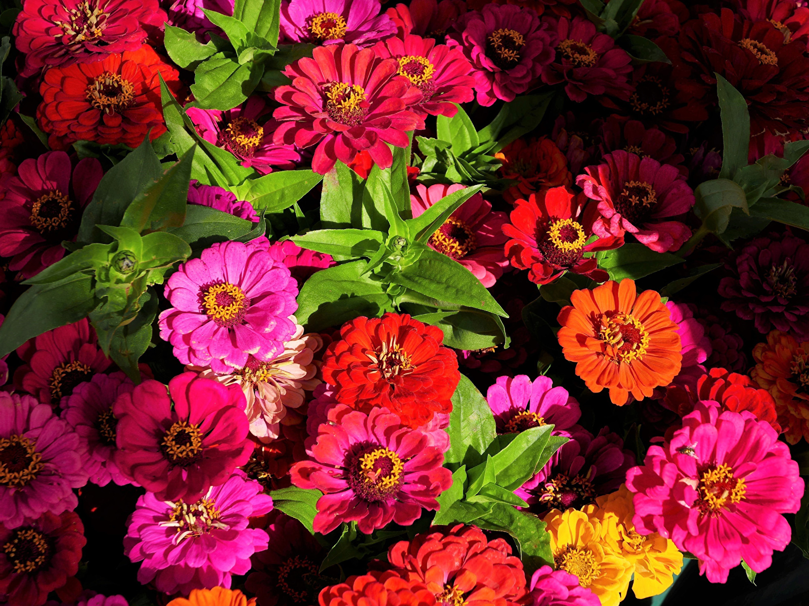 Фотографии Разноцветные Цветы Майоры вблизи 1600x1200 Циннии цветок Крупным планом