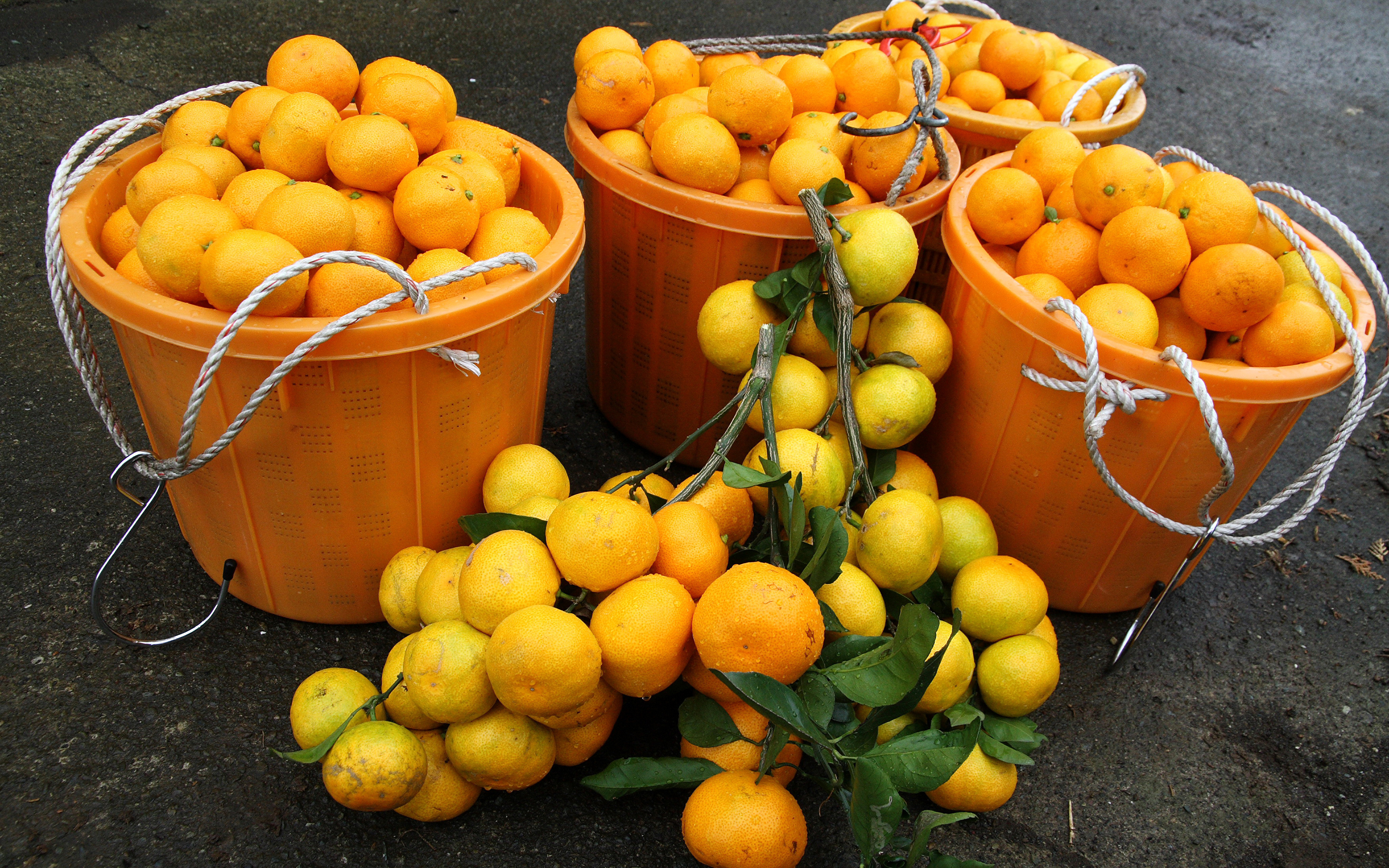 Урожайность апельсинов. Ведро мандаринов. Ведро с фруктами. Урожай мандаринов. Апельсиновая плантация.