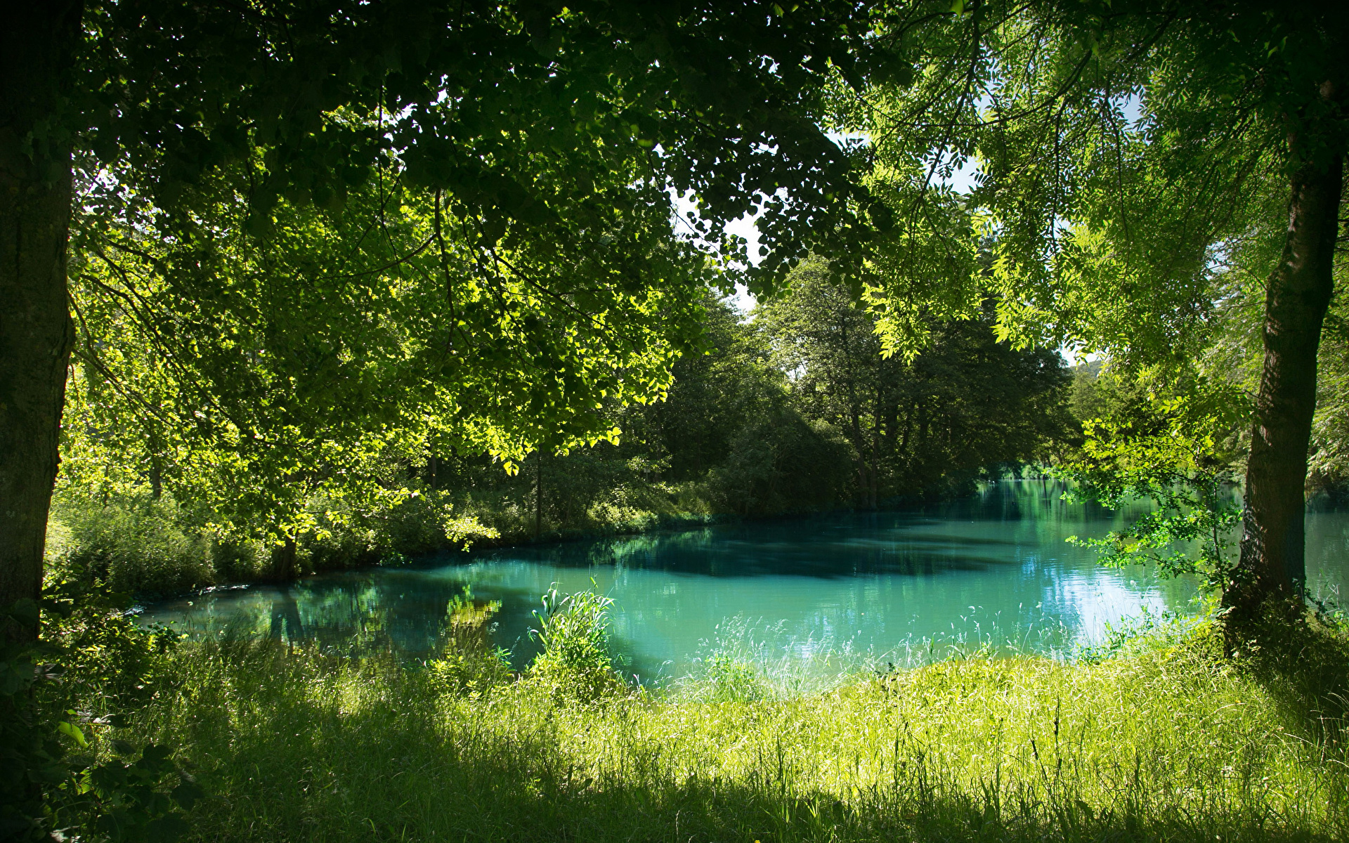 природа картинки красивые лето озеро лес