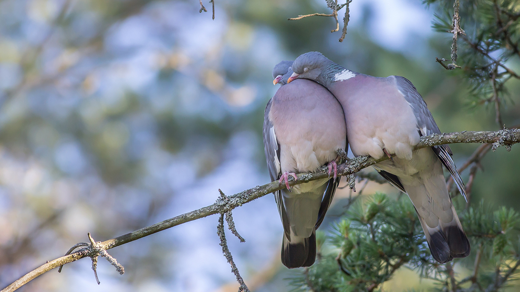 Два голубя на дереве без смс