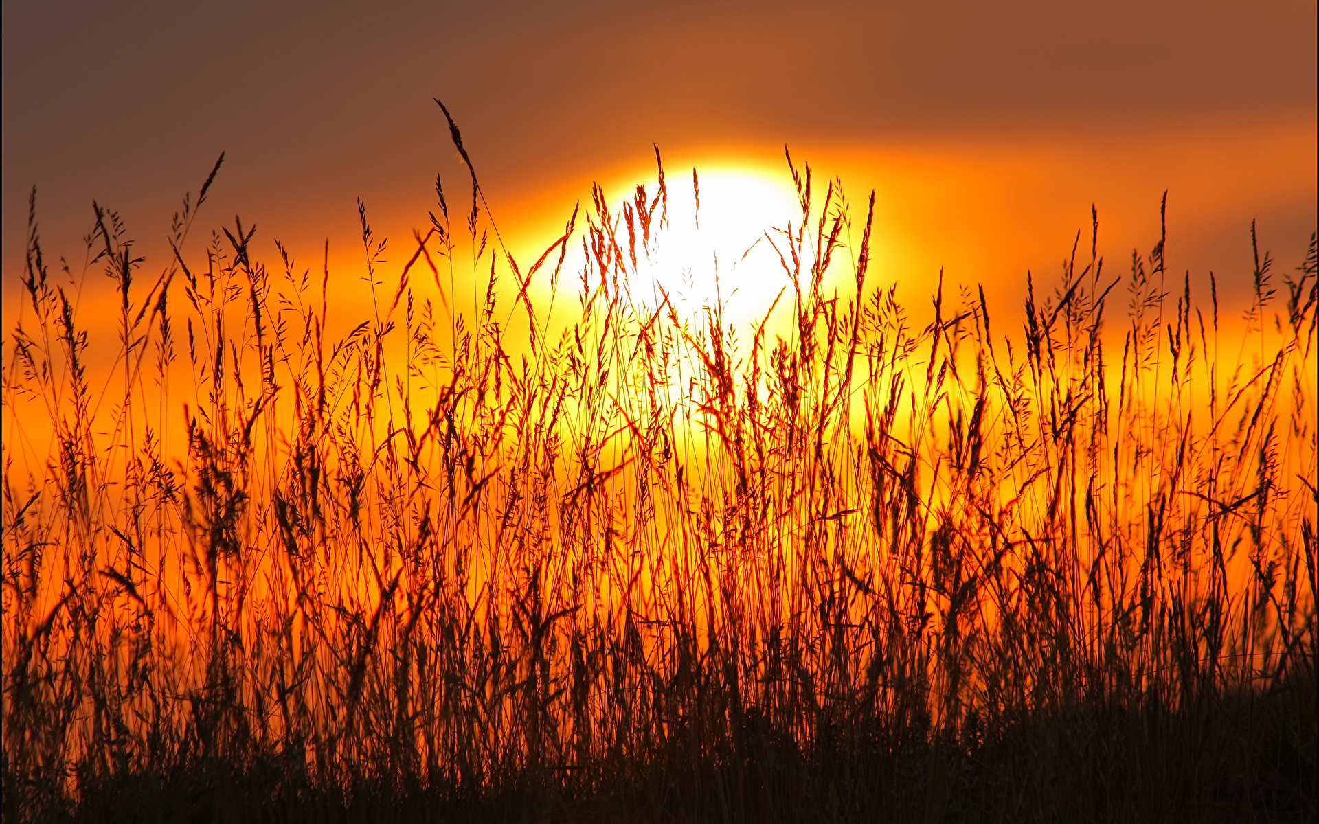 природа трава закат солнце загрузить