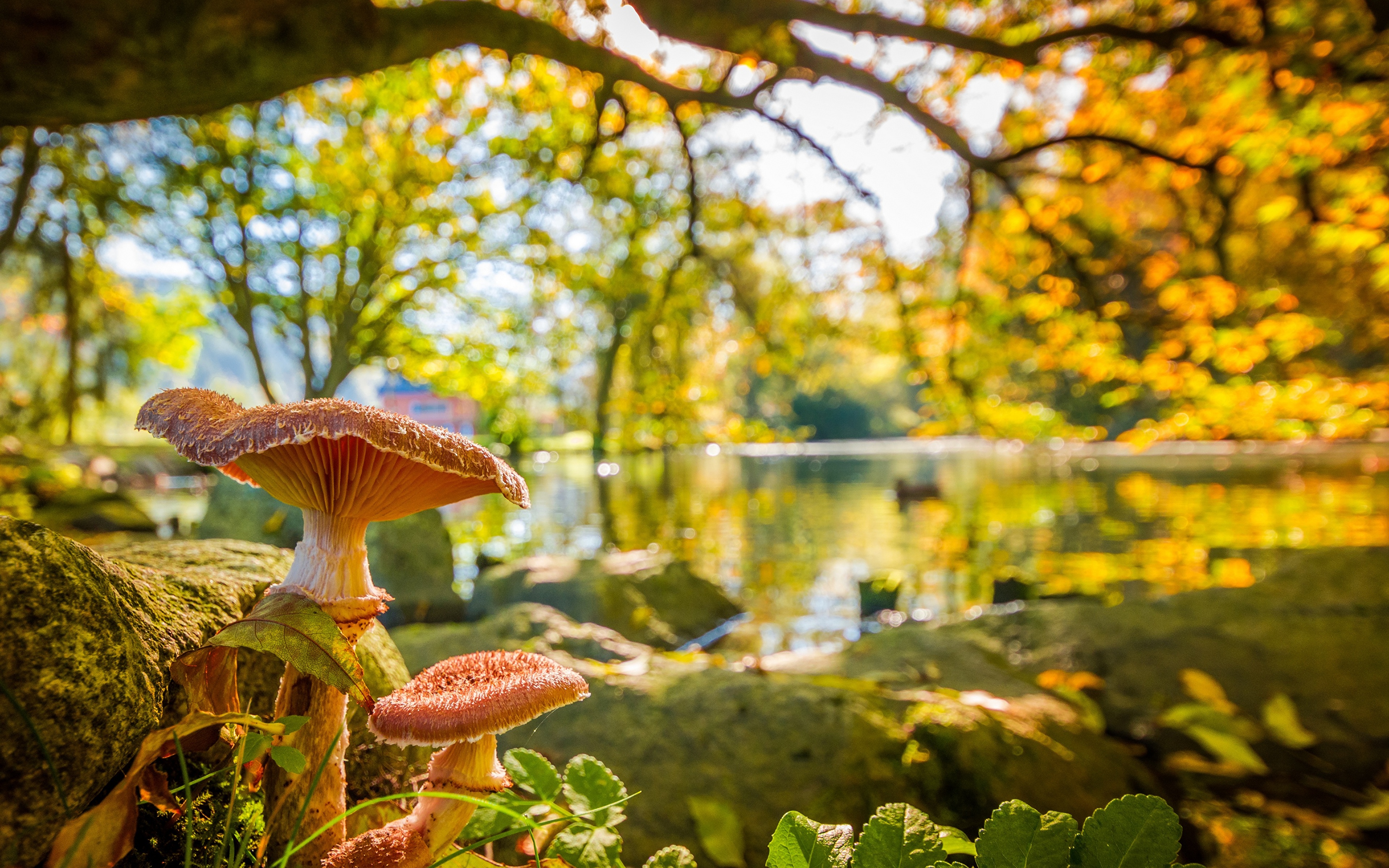 Грибы природа лес. Осень грибы. Грибы в осеннем лесу. Сентябрь природа. Осенний грибной лес.