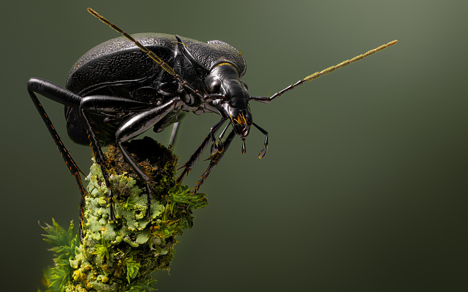 Фото Жуки насекомое cychrus caraboides вблизи животное 1920x1200 Насекомые Животные Крупным планом