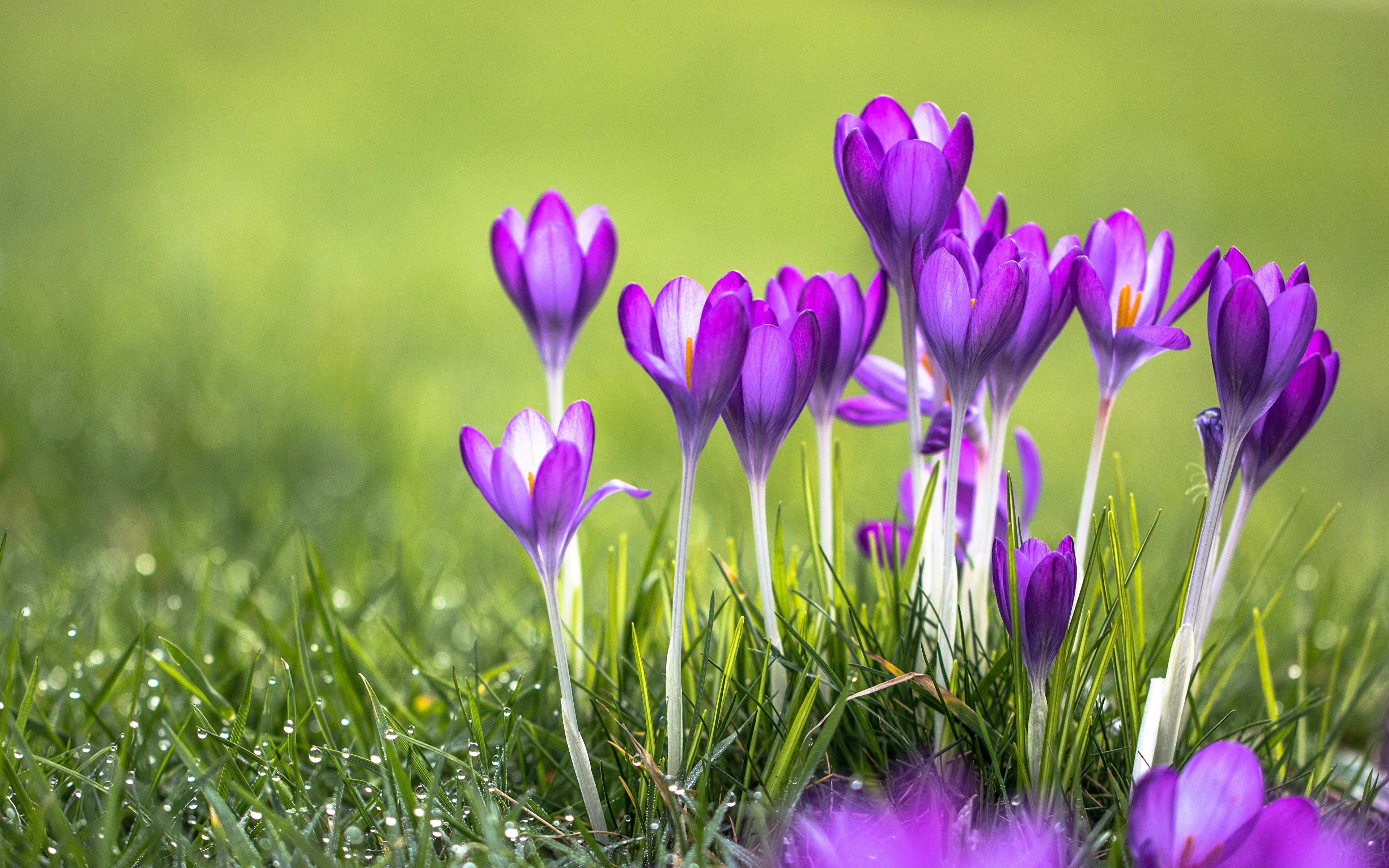 Flowers were beautiful. Весенние цветы. Майские цветы. Фиолетовые весенние цветы. Нежные крокусы.