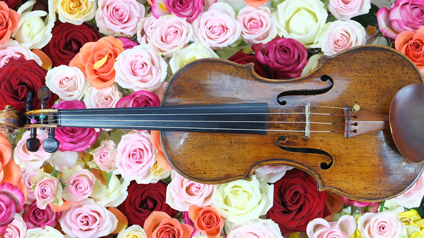 Картинки скрипка роза цветок Много Музыкальные инструменты 1366x768 Скрипки Розы Цветы