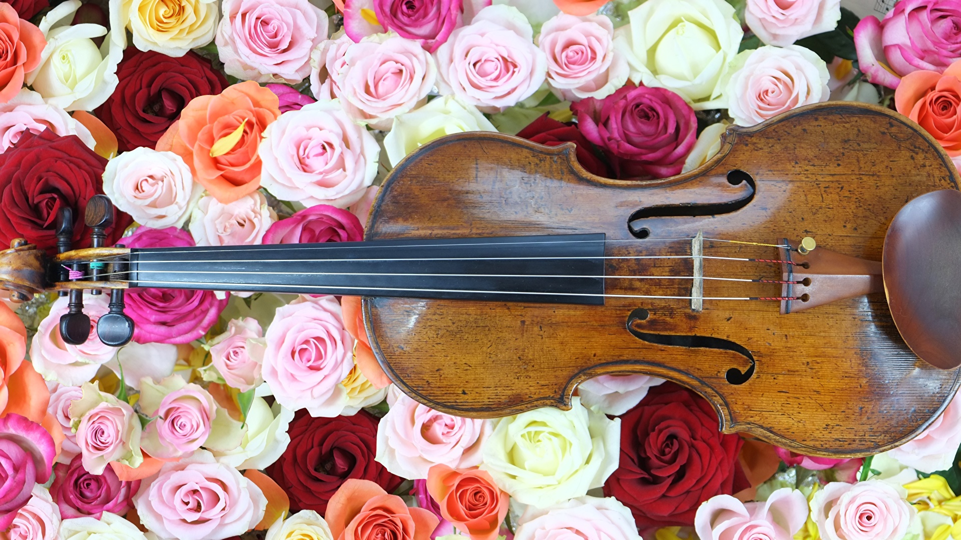Картинки скрипка роза цветок Много Музыкальные инструменты 1920x1080 Скрипки Розы Цветы