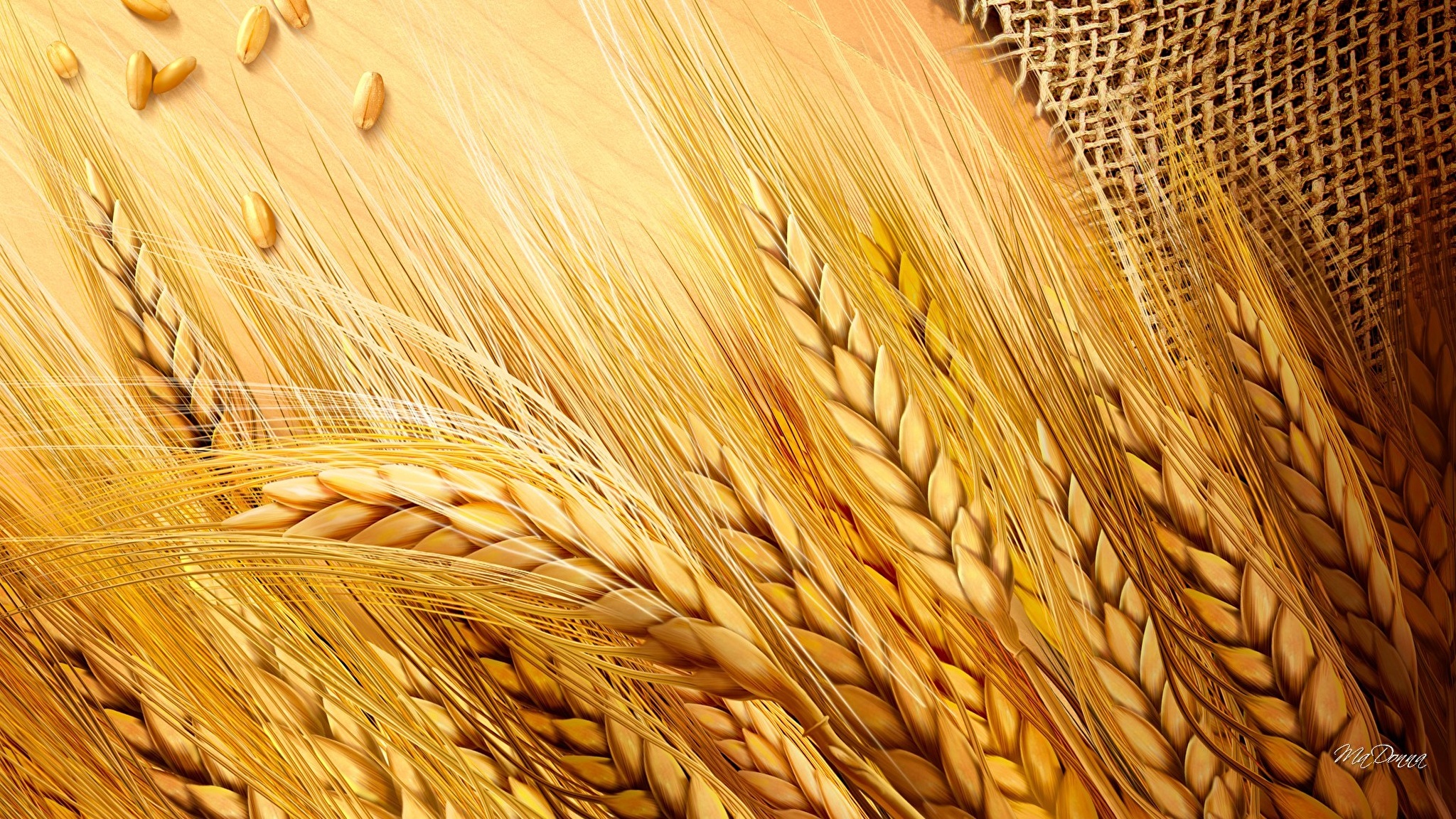 природа пшеница крупный план скачать