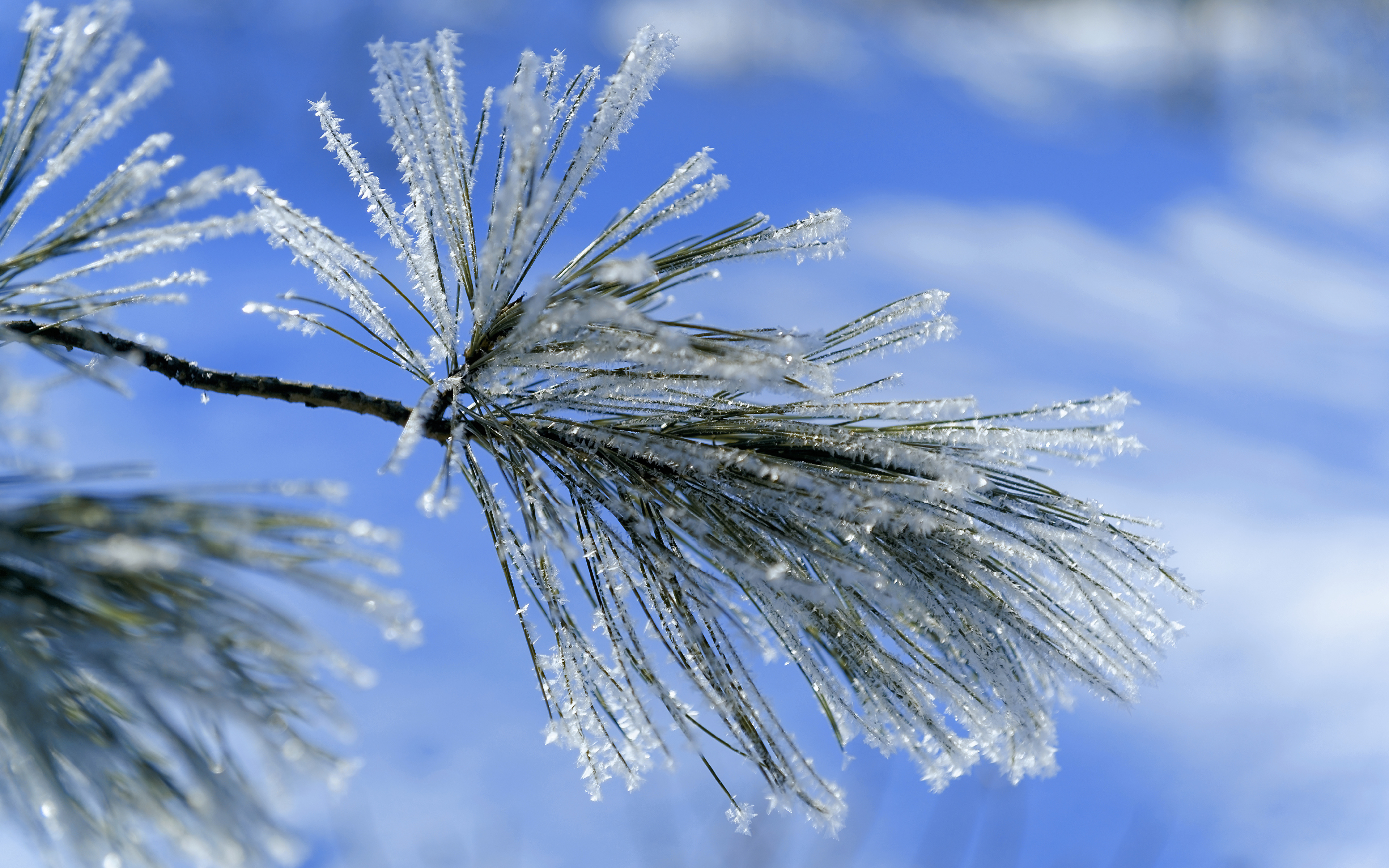 ветка снег иней сосна branch snow frost pine бесплатно
