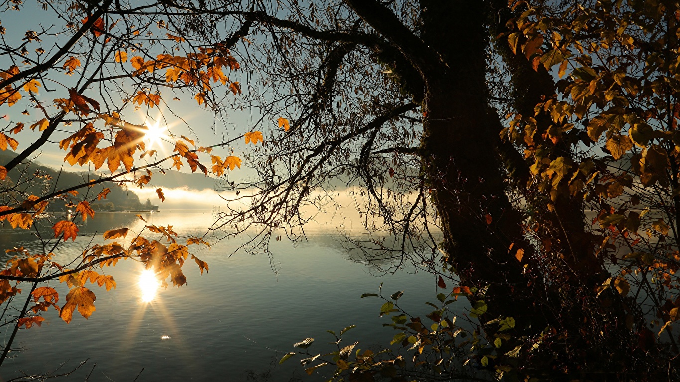 Фото Листва осенние Природа Озеро ветвь деревьев 1366x768 лист Листья Осень Ветки ветка на ветке дерево дерева Деревья