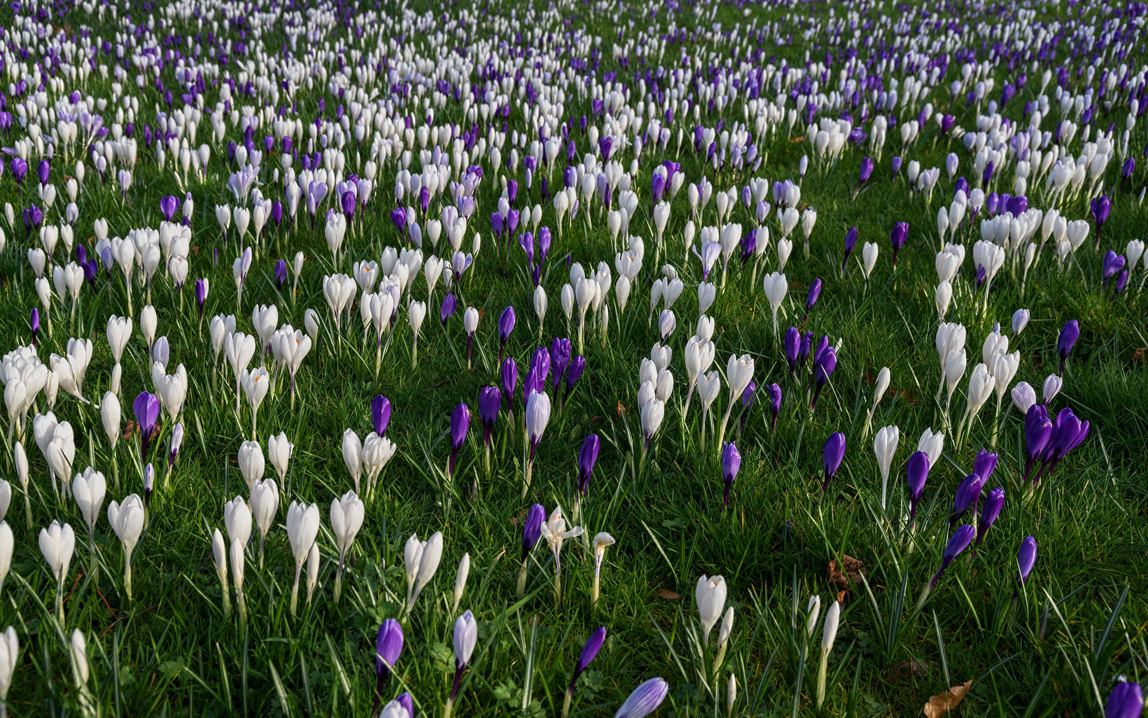 Фотография Весна Цветы Крокусы Много 3840x2400 весенние Шафран цветок
