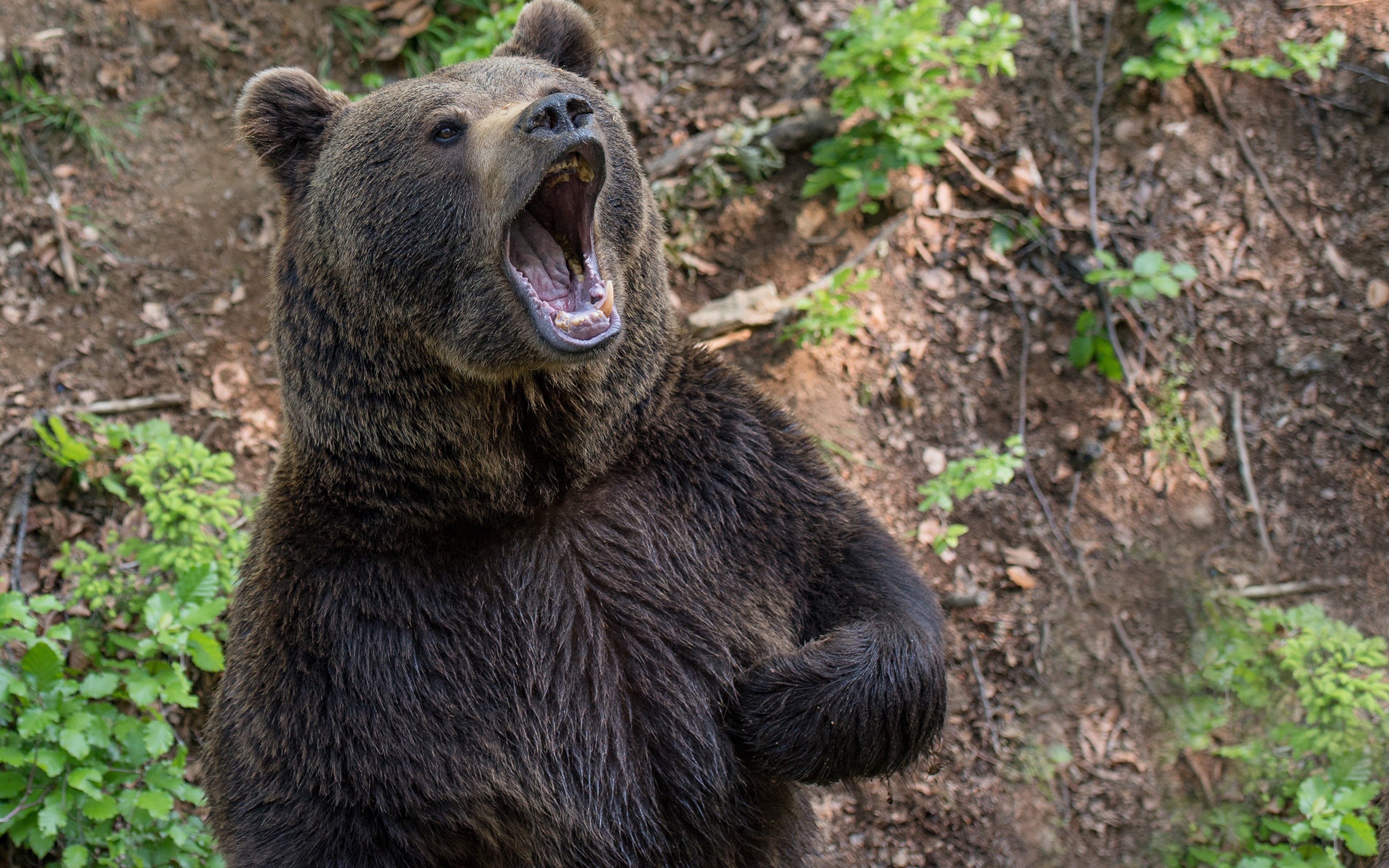 Картинки Гризли медведь Оскал Животные 3840x2400 Бурые Медведи Медведи злой рычит злость животное