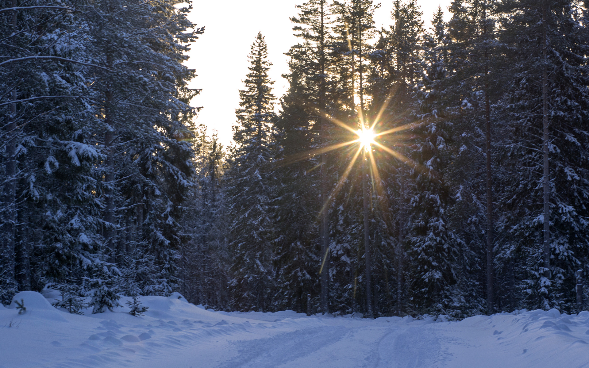 снег лес лучи snow forest rays без смс
