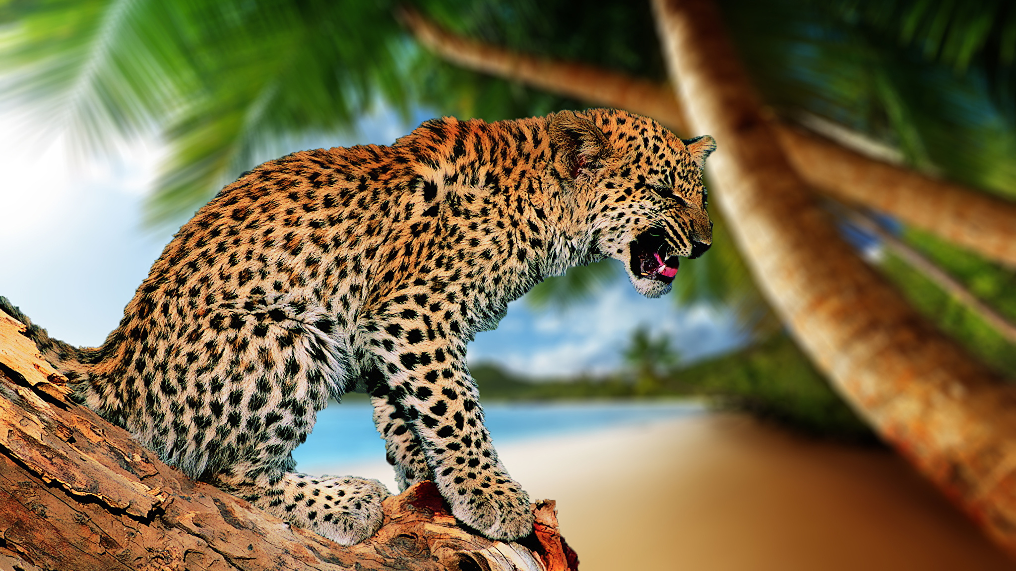 леопард хищник бесплатно