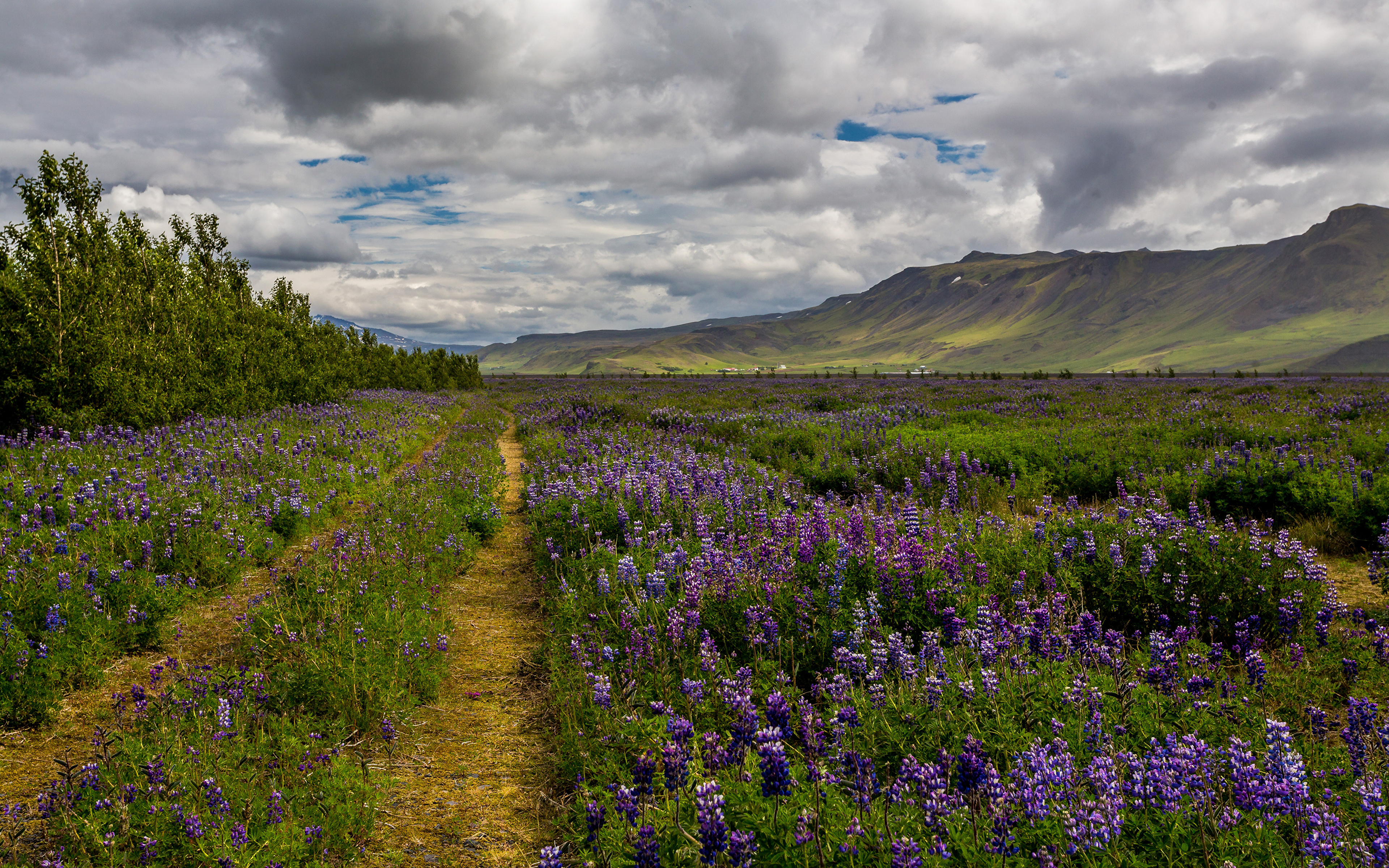Исландия Люпиновые поля