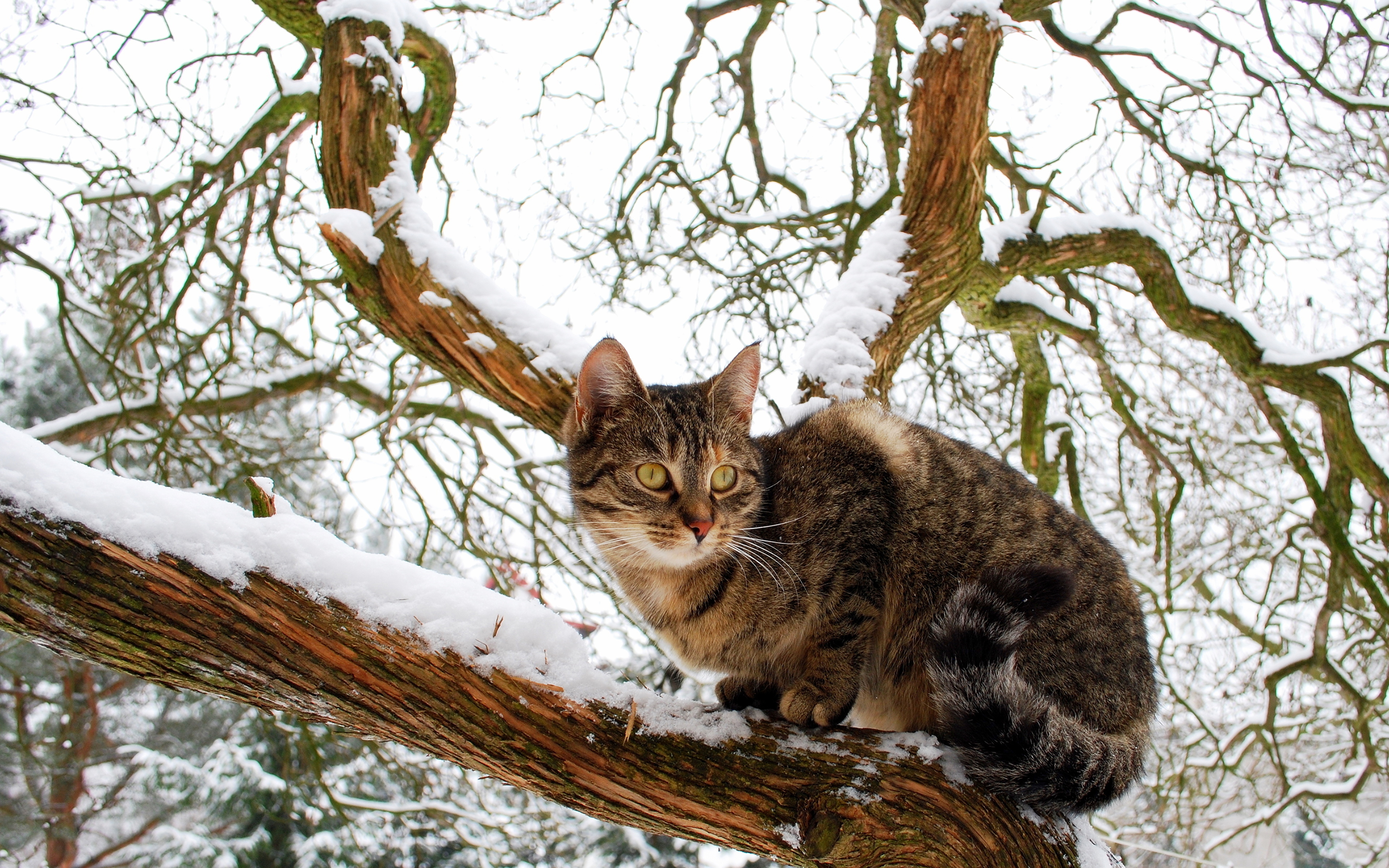 природа животные кот снег загрузить
