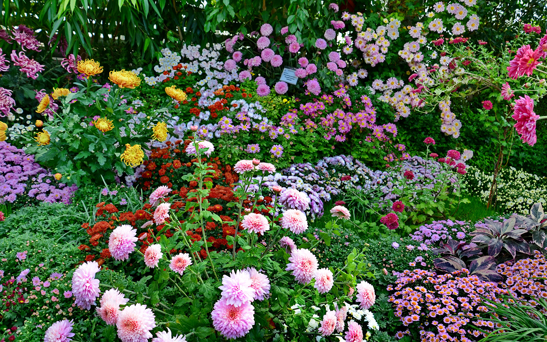 хризантемы в саду фото