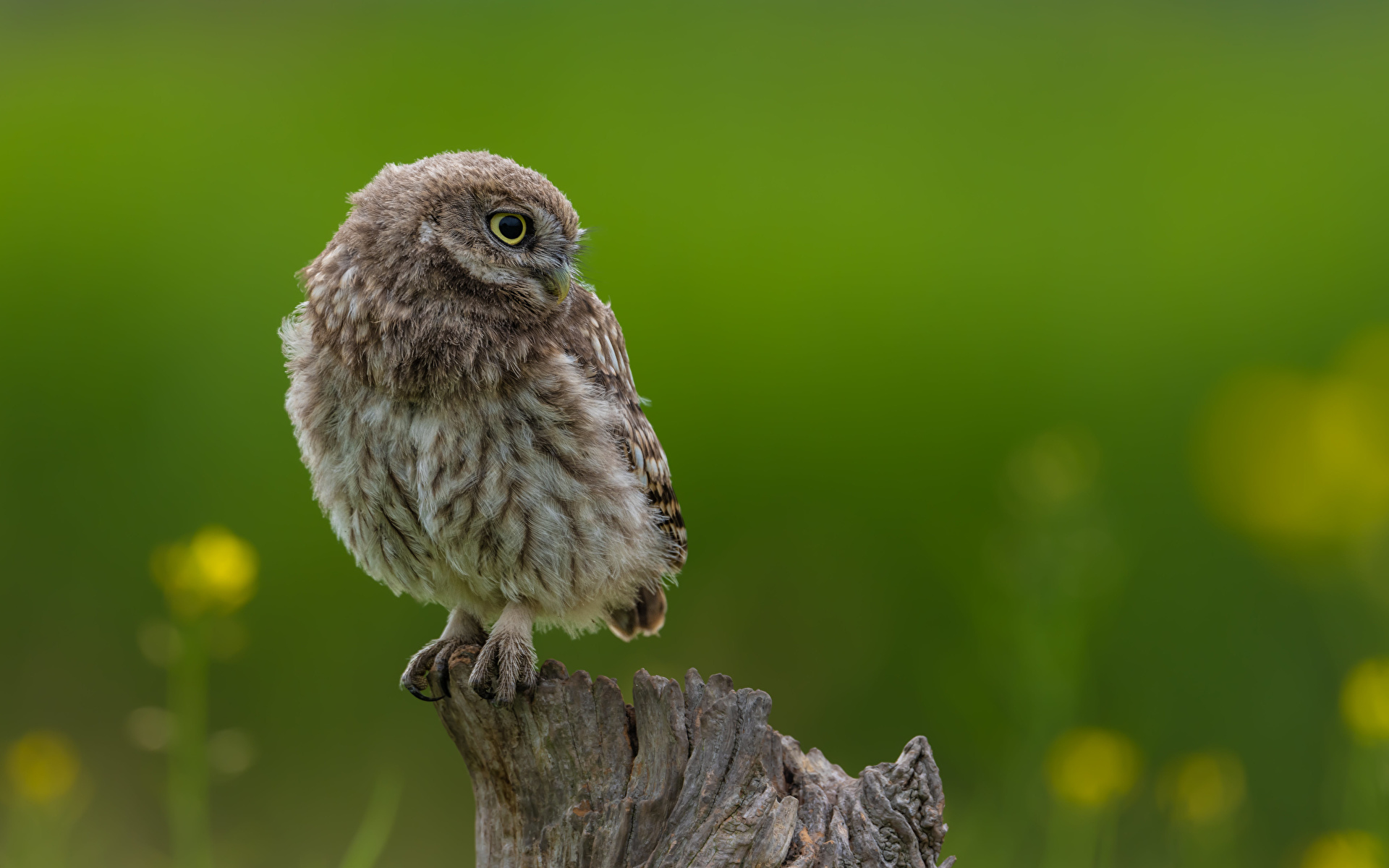 Фотография совы Птицы little owl Пень Животные 1920x1200 сова птица Совообразные пне животное