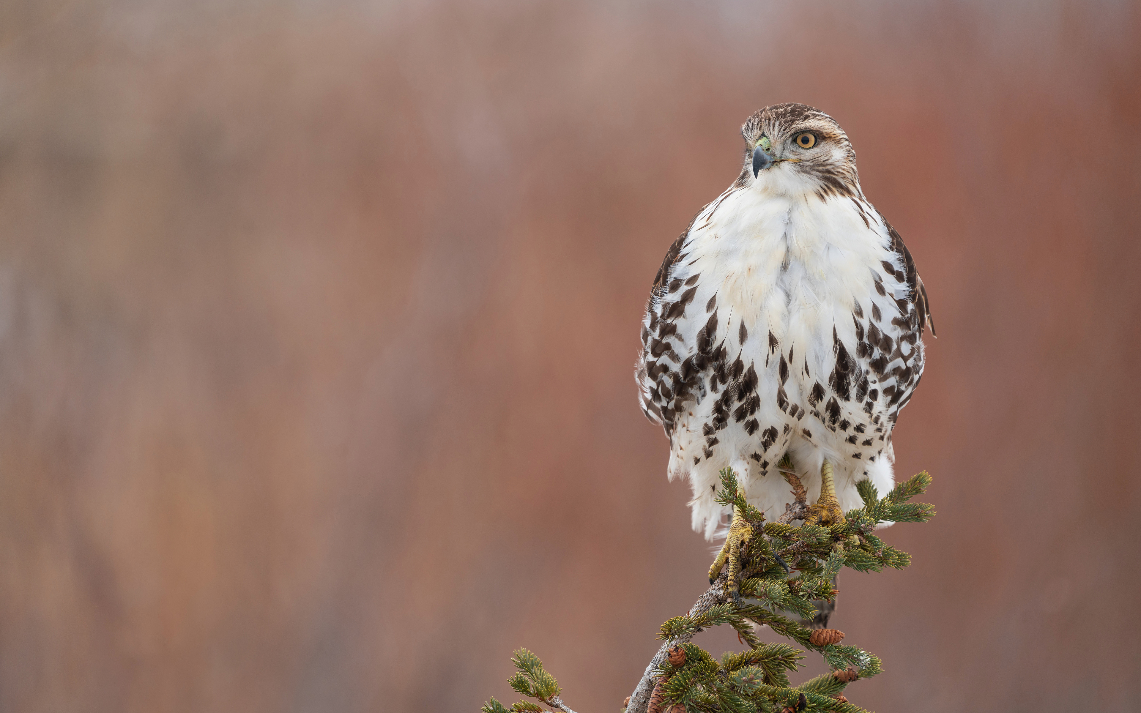 Фотография Птицы Ястреб red-tailed hawk ветка Животные 3840x2400 птица ветвь Ветки на ветке животное