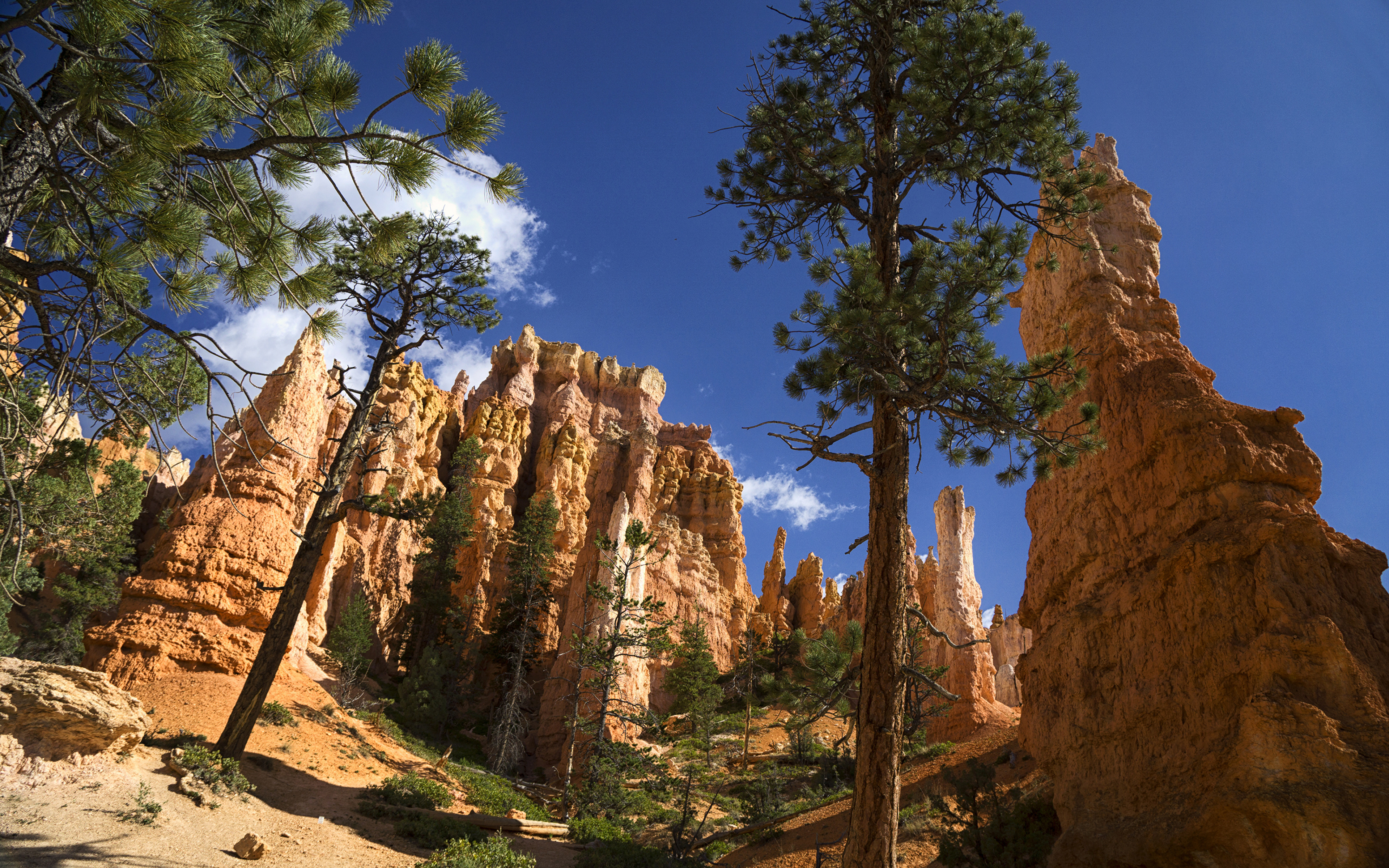 Картинки США Bryce Canyon National Park ели Скала Природа Парки деревьев 3840x2400 штаты америка Ель Утес скале скалы парк дерево дерева Деревья