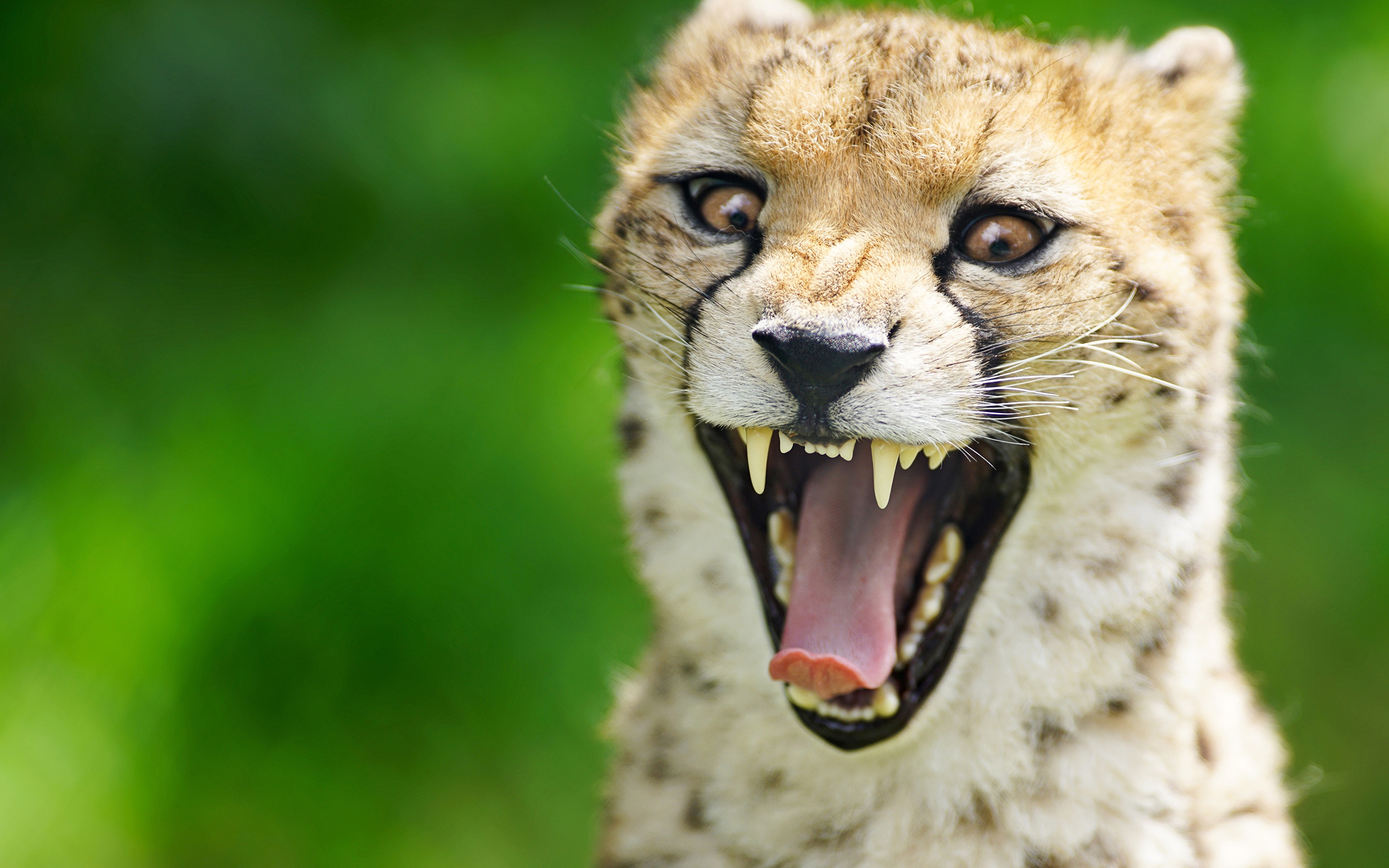Фото гепард смешной языком зевающий Морда Животные 3840x2400 Гепарды Смешны...