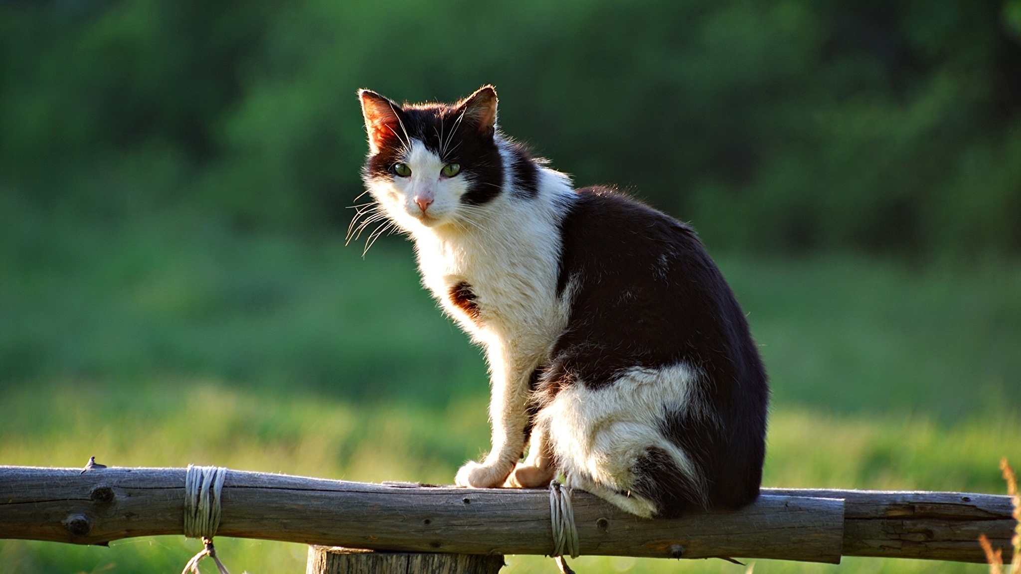 Кошка сидит. Деревенская кошка. Сидячий кот. Кошки на рабочий стол.