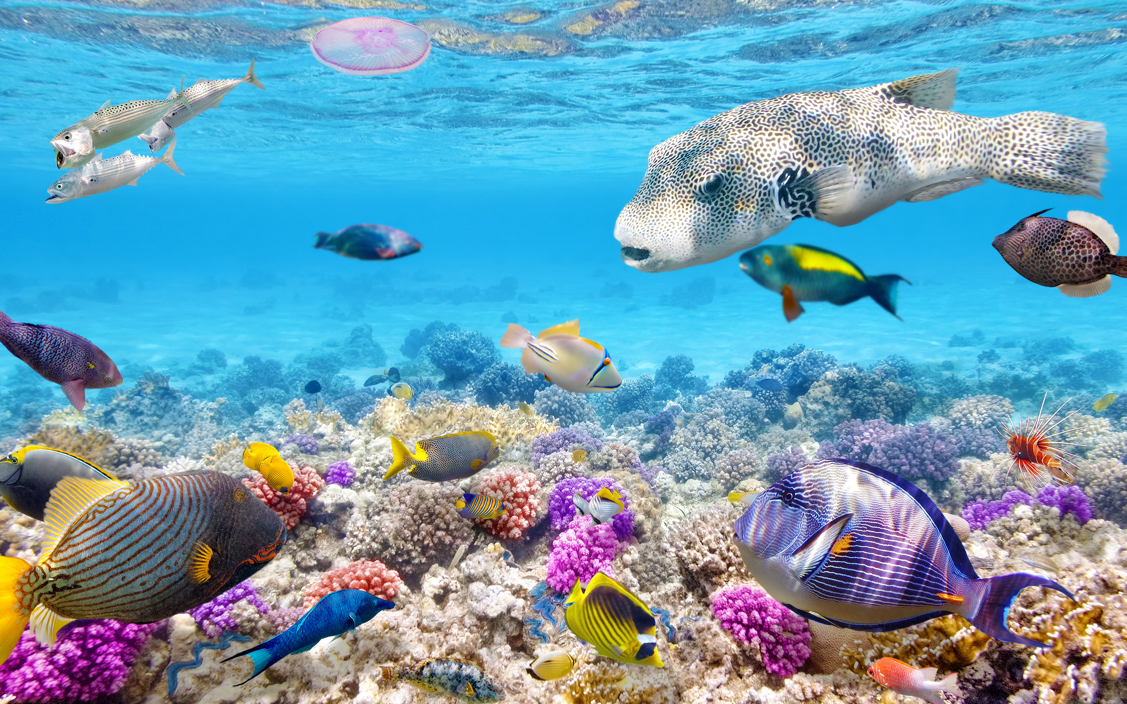 мир под водой рыбы кораллы без смс