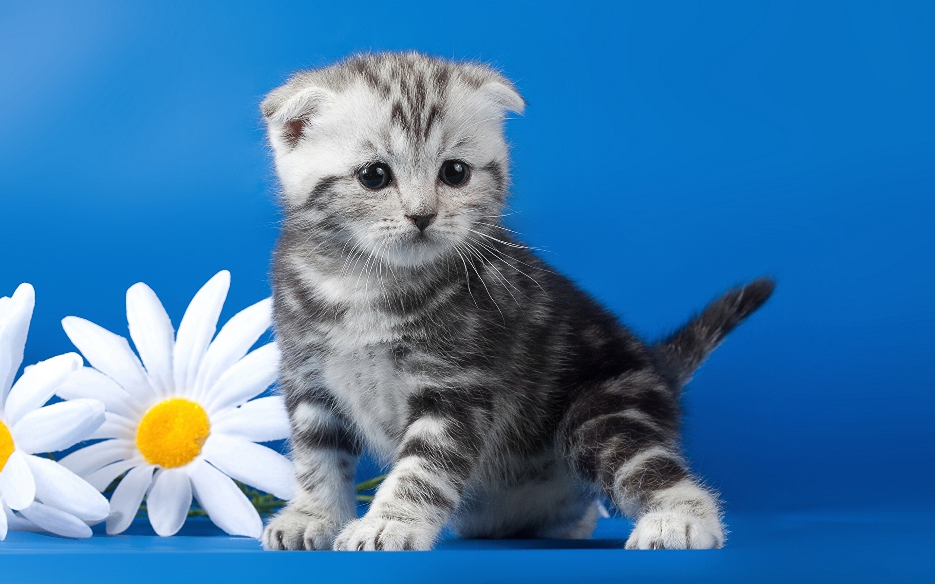 Кот цветы синие загрузить