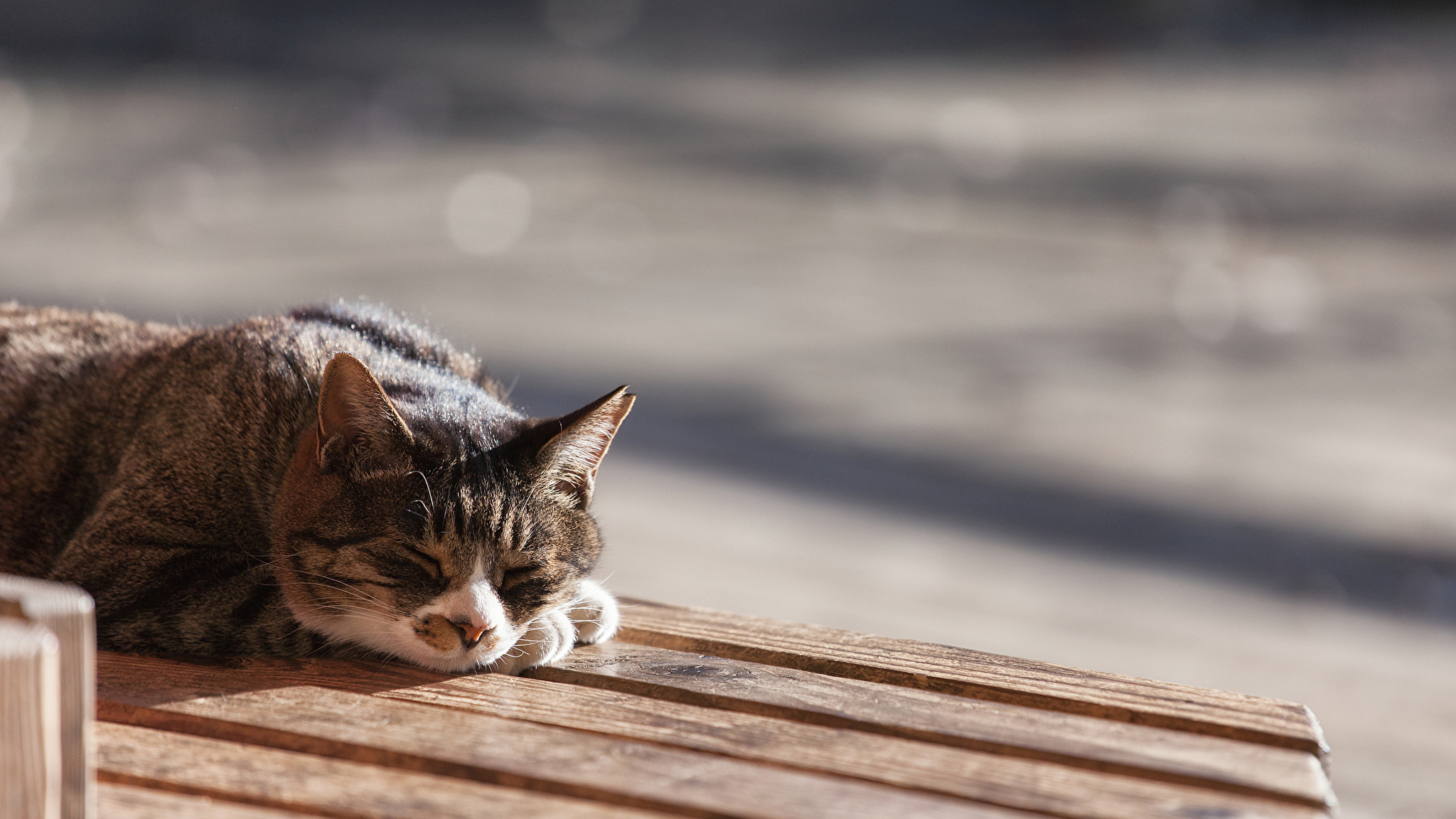 кошка сонная скамейка брусчатка бесплатно