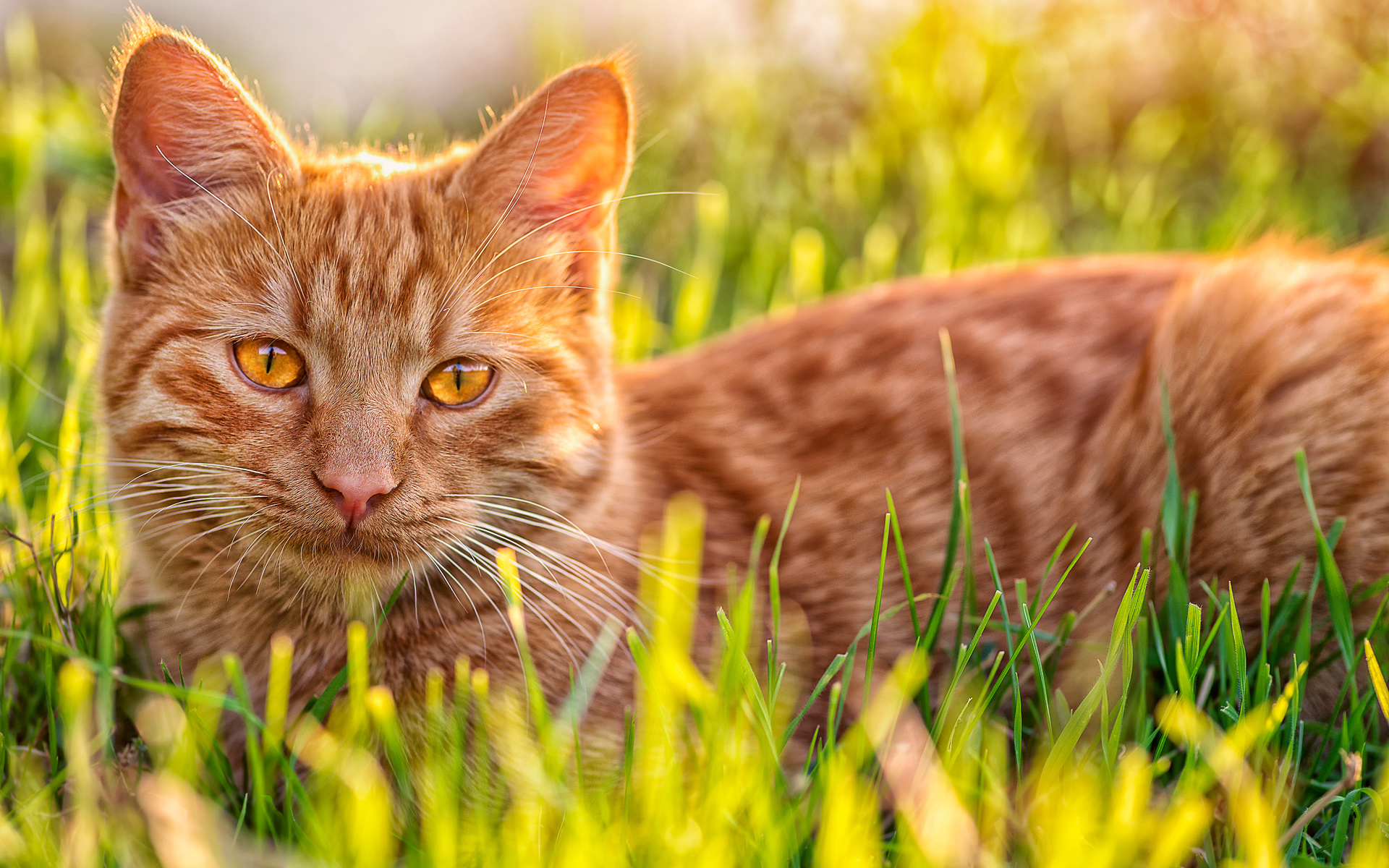 кошка взгляд трава загрузить