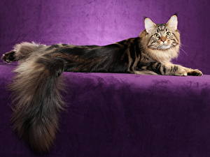 Фото Кошка Пушистый Хвост Maine Coon