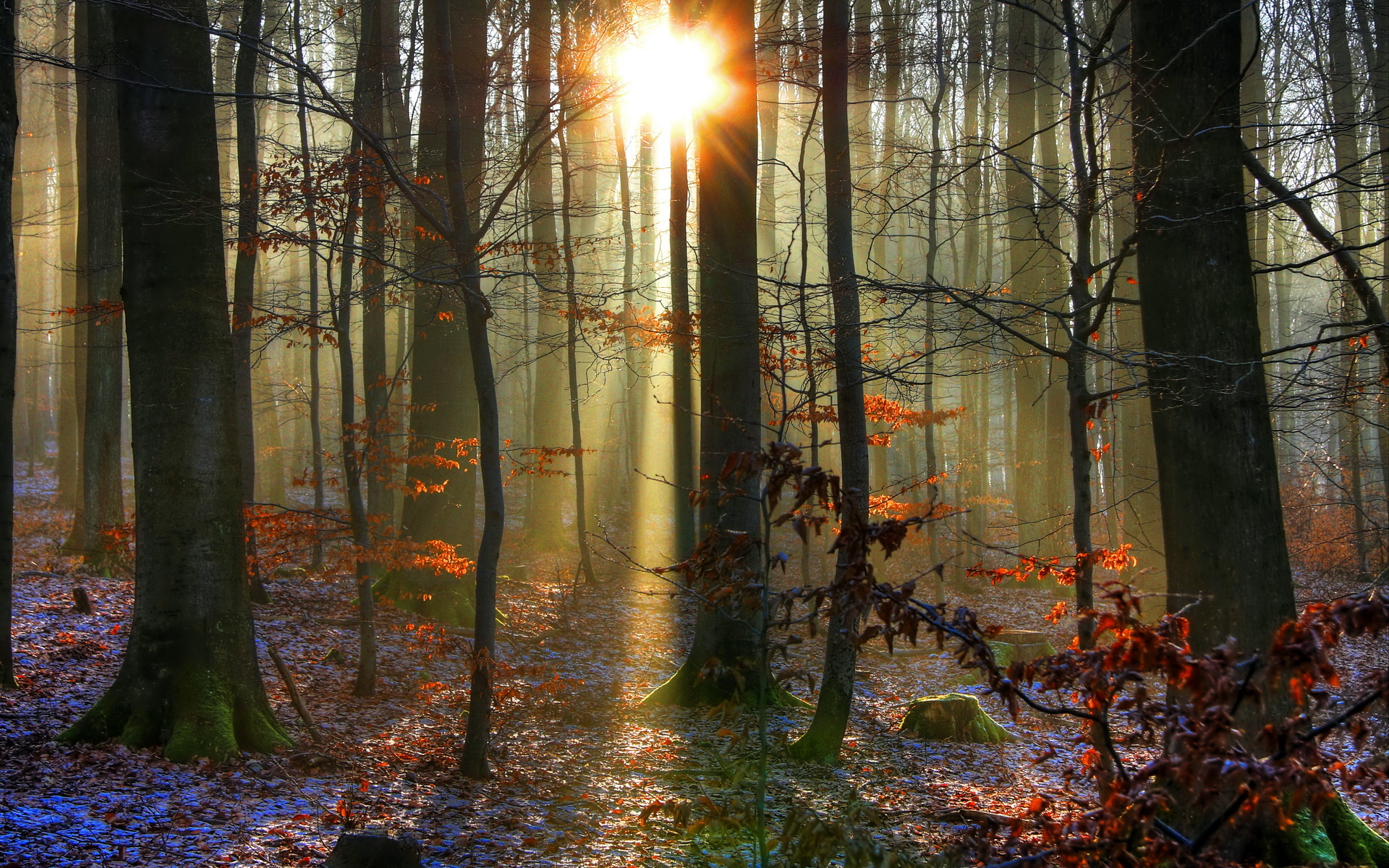 Лучи осень лес без смс
