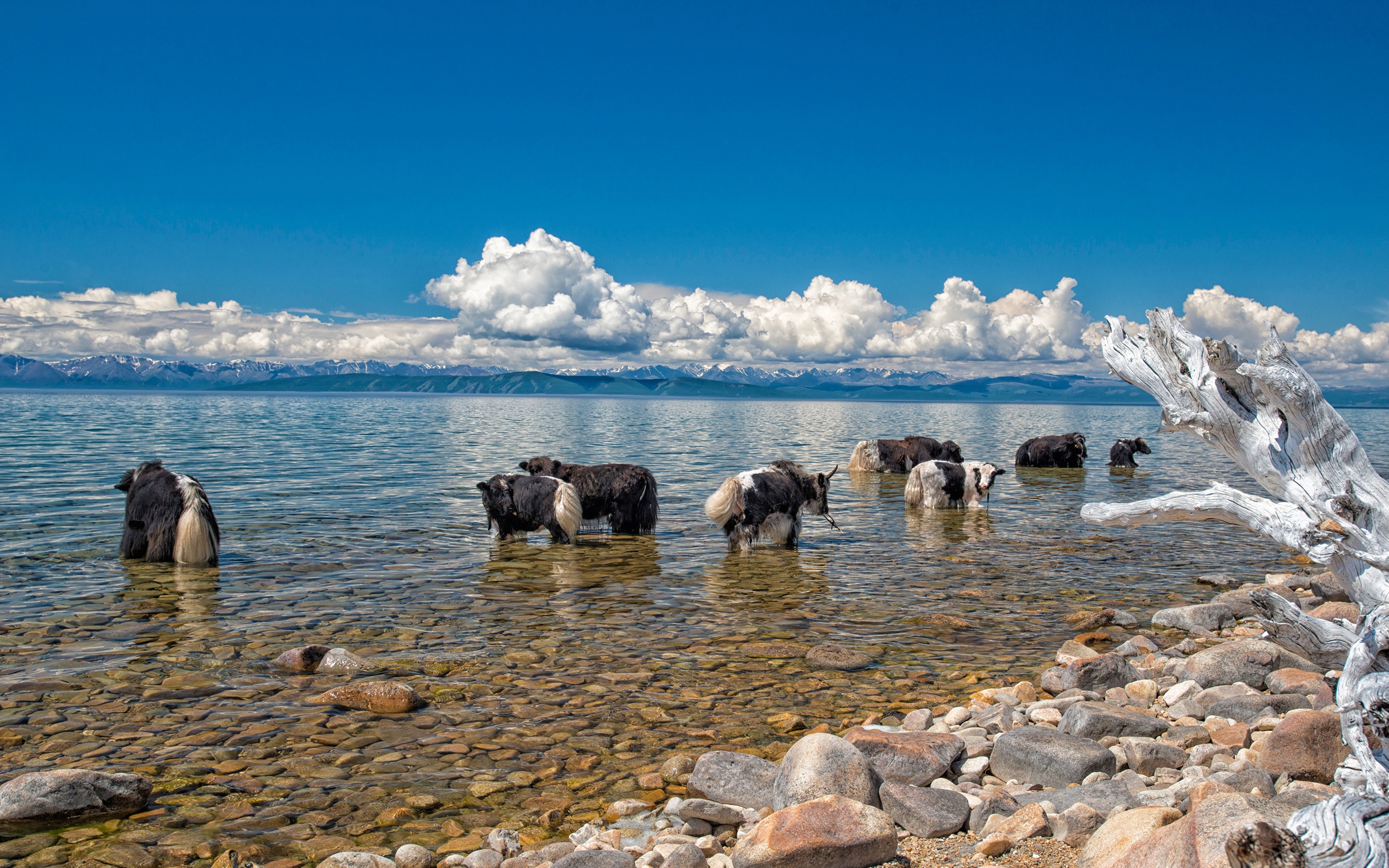 Фотография Быки Wild yak Озеро Камни животное 3840x2400 бык Камень Животные
