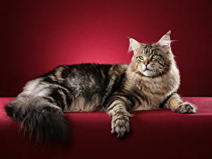 Картинки Коты Пушистый Хвоста Maine Coon