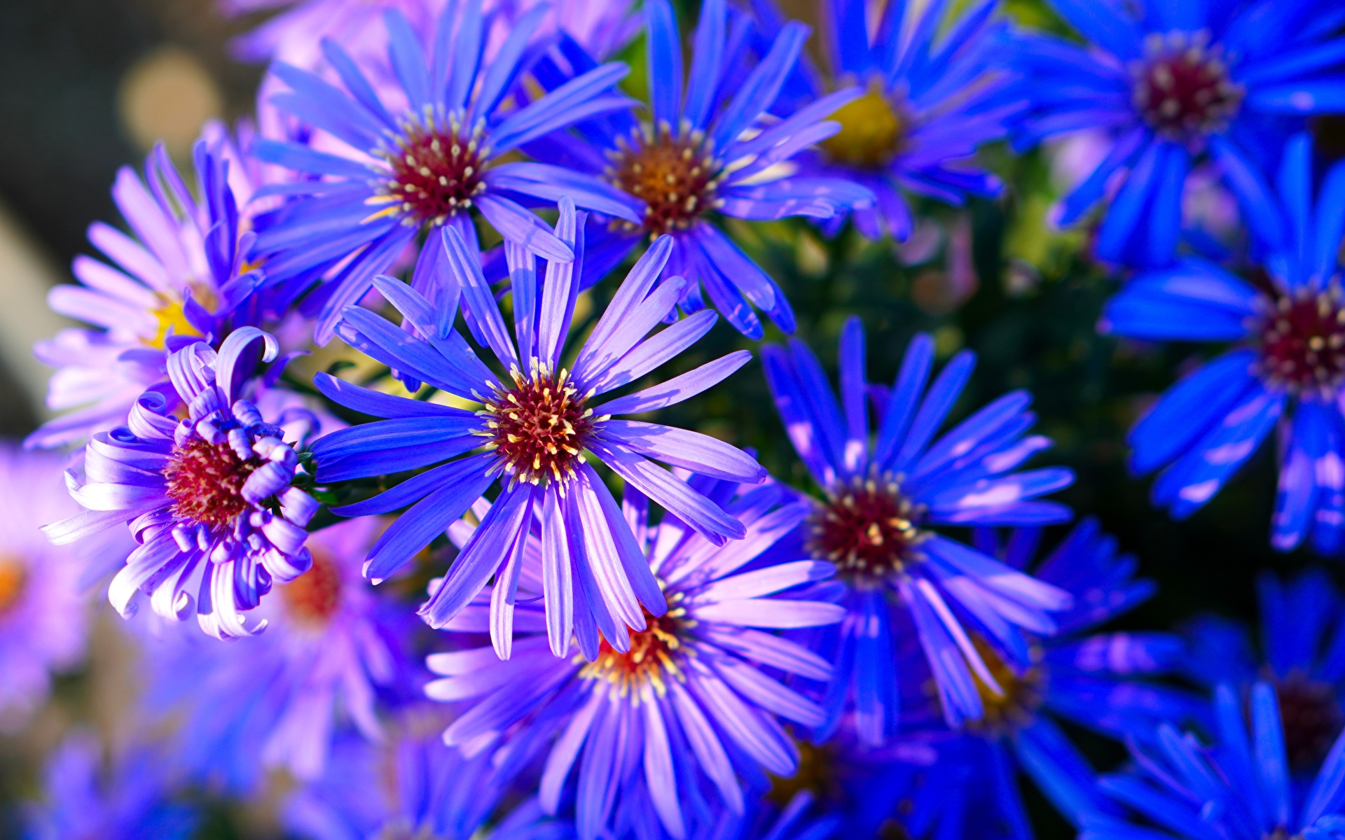 Обои для рабочего стола Синий Астры Цветы Много Крупным планом 1920x1200 синяя синие синих цветок вблизи