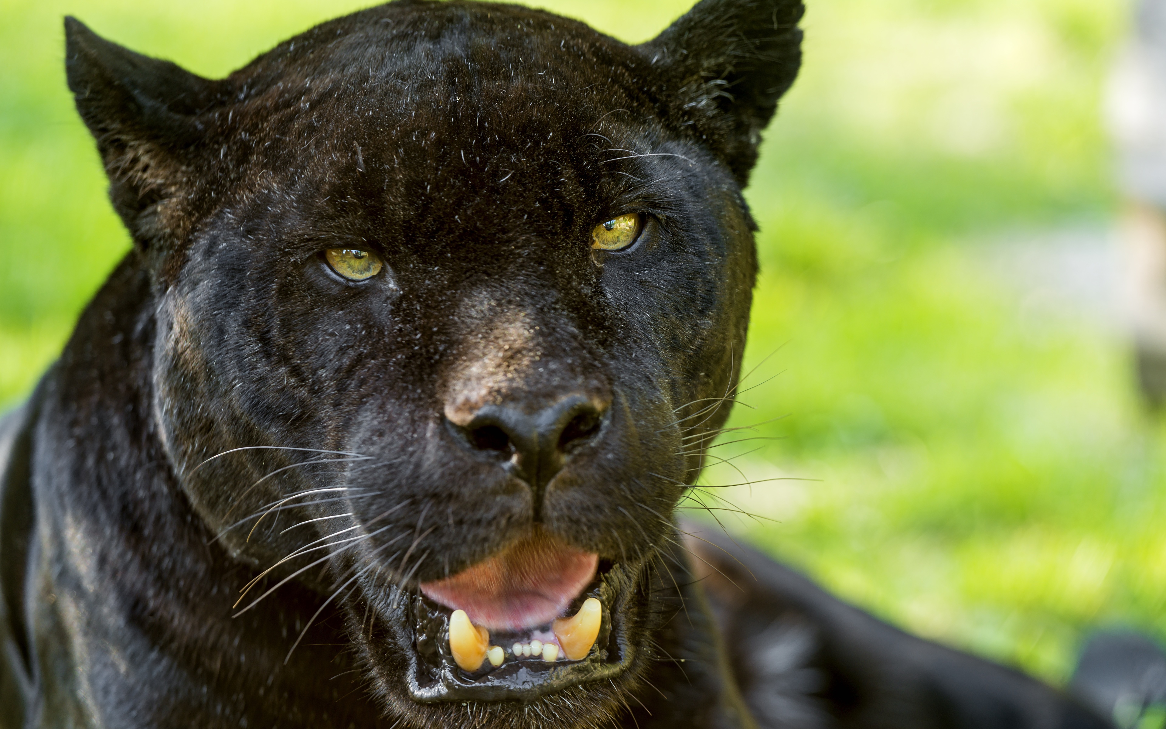 Клыки Пантеры Ягуары Черный Взгляд © Tambako The Jaguar Животные фото 3840x...